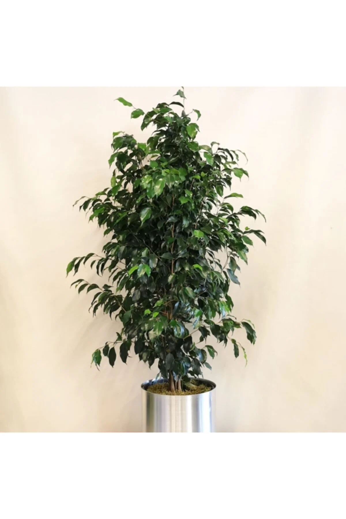 Benjamin Çiçeği 50-60 Cm Saksılı Benjamin Çiçeği 50-60 Cm Saksılı - Görsel 3