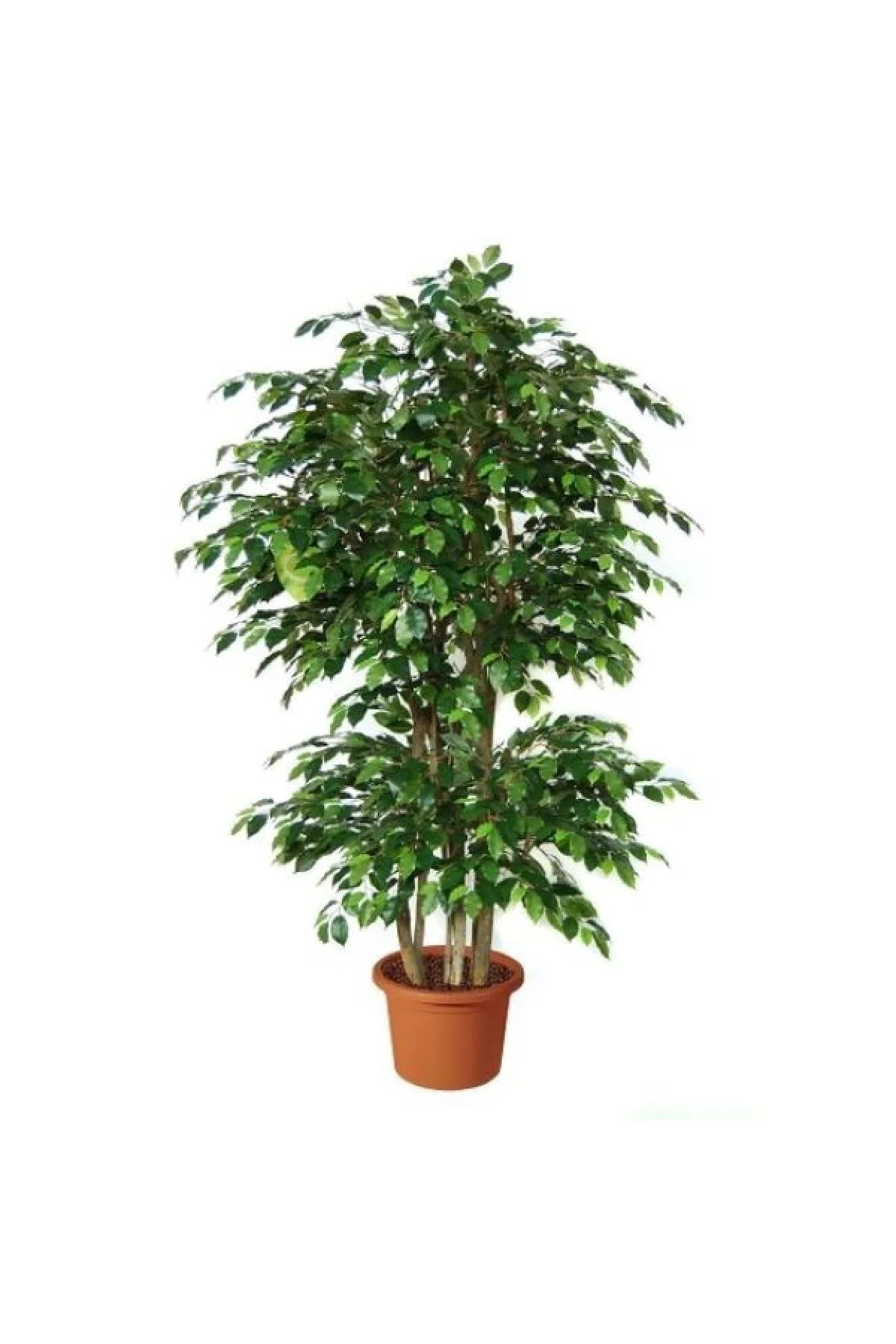 Benjamin Ficus 100 Cm Benjamin Ficus 100 Cm