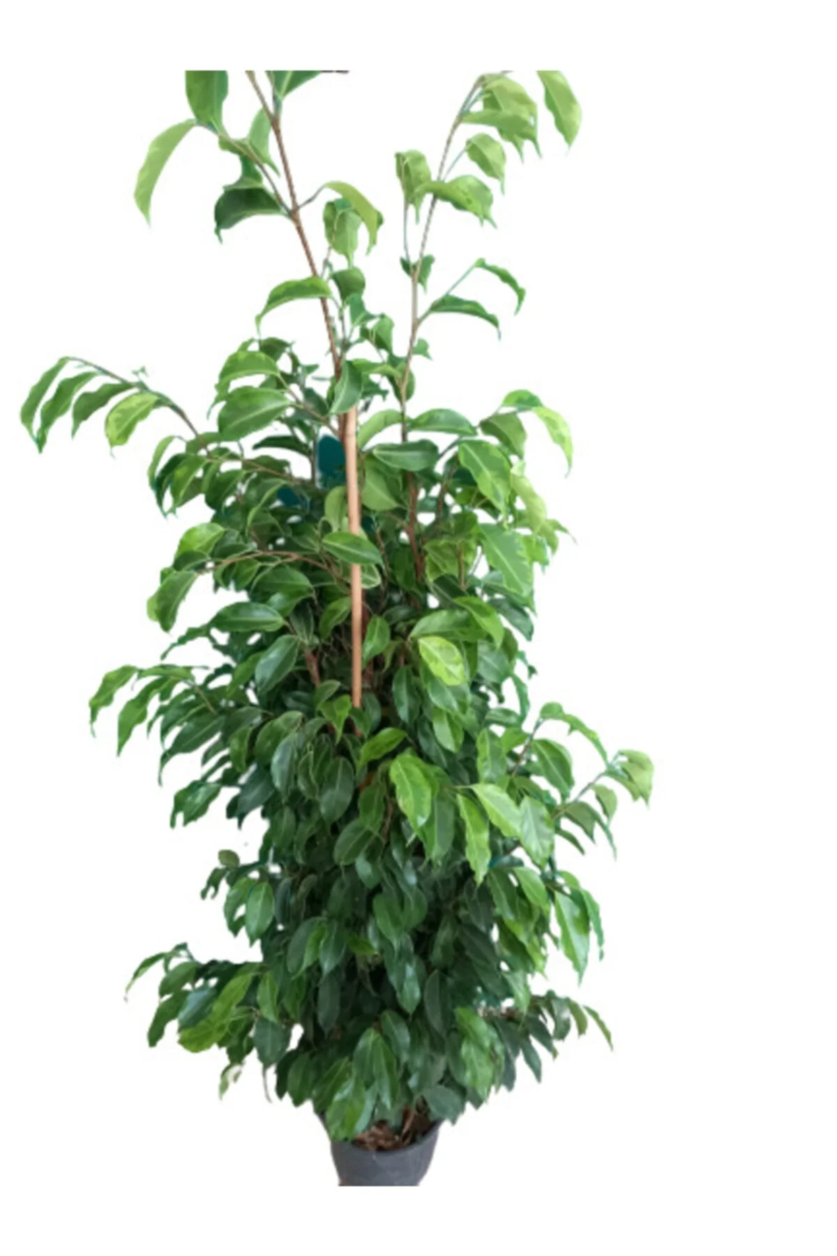 Benjamin Ficus Benjamina Anastasia - Görsel 3