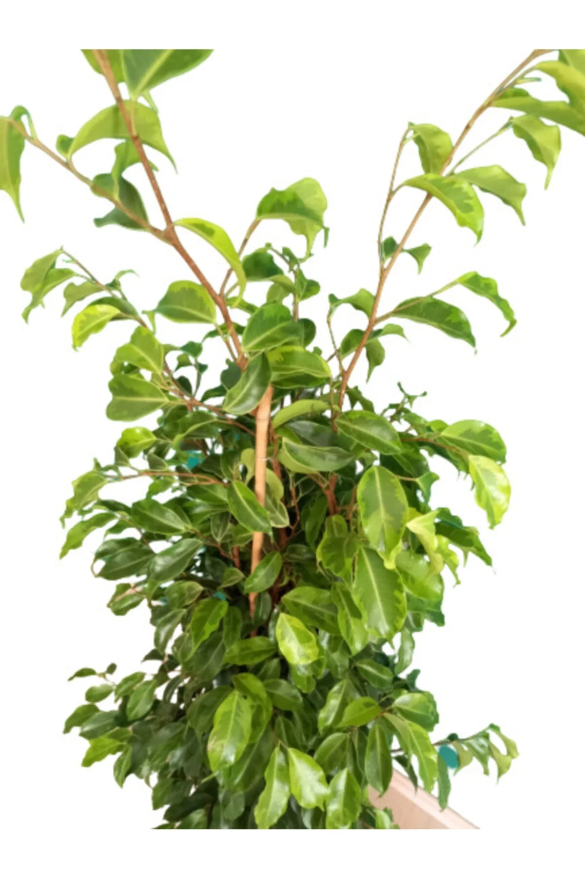 Benjamin Ficus Benjamina Anastasia - Görsel 4
