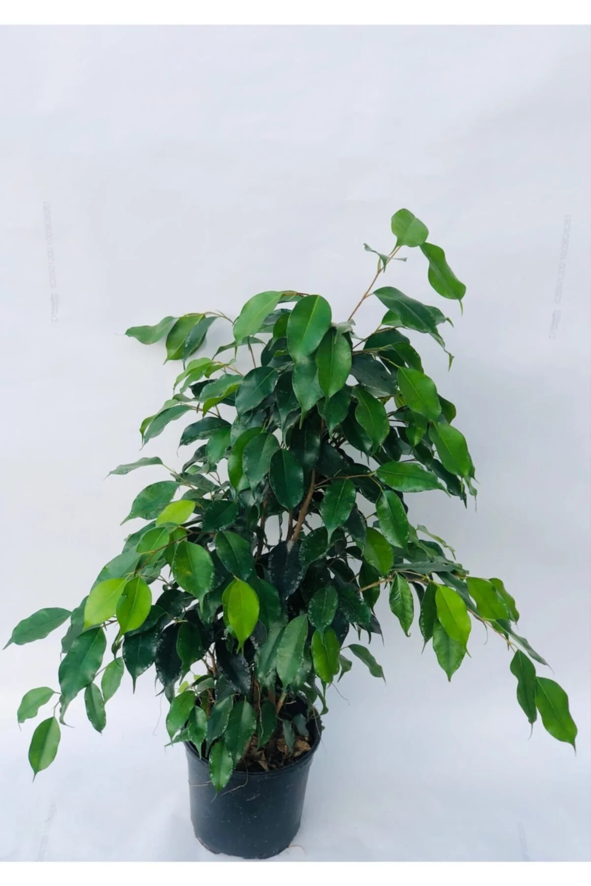 Benjamin (ficus Benjamin)80cm-100cm Fotoğrafla Birebir Aynı Benjamin (ficus Benjamin)80cm-100cm Fotoğrafla Birebir Aynı - Görsel 2