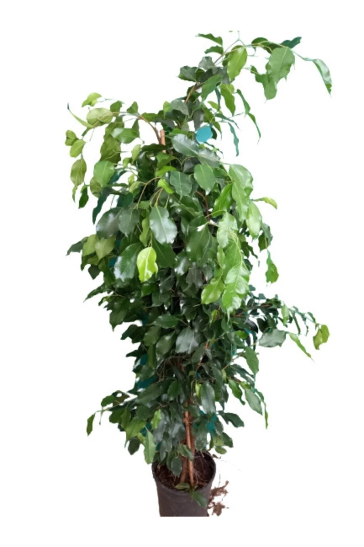 Benjamin (ficus Benjamina) - Görsel 2