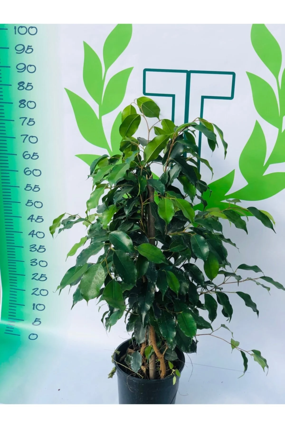 Benjamin (ficus Benjamin)80cm-100cm Fotoğrafla Birebir Aynı Benjamin (ficus Benjamin)80cm-100cm Fotoğrafla Birebir Aynı