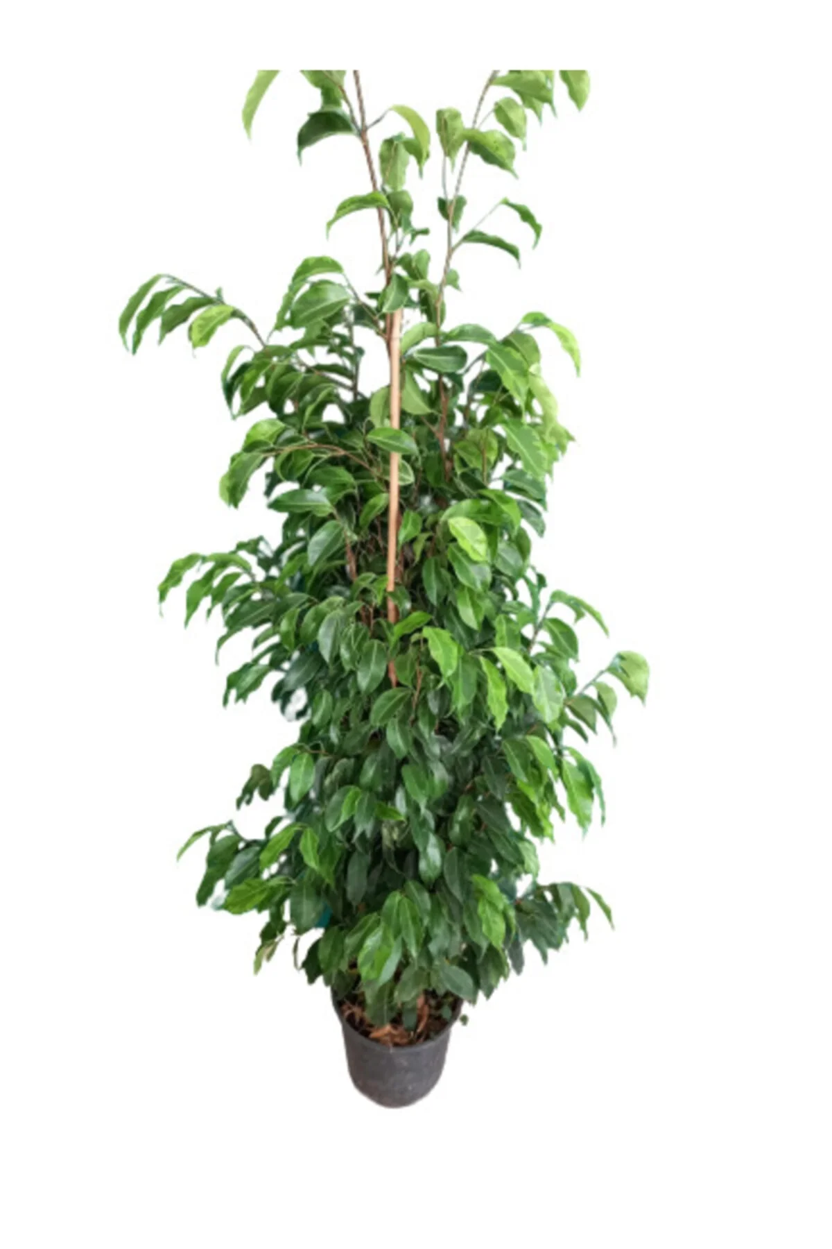 Benjamin Ficus Benjamina Anastasia - Görsel 2