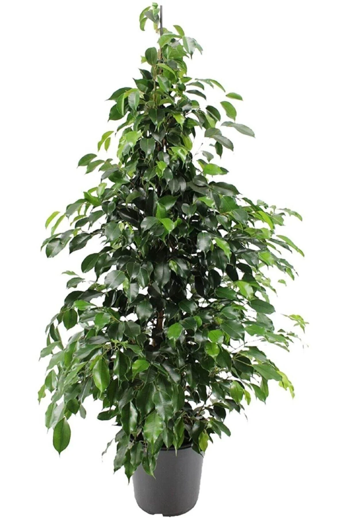 Benjamin Ficus Çiçeği Benjamin Ficus Çiçeği