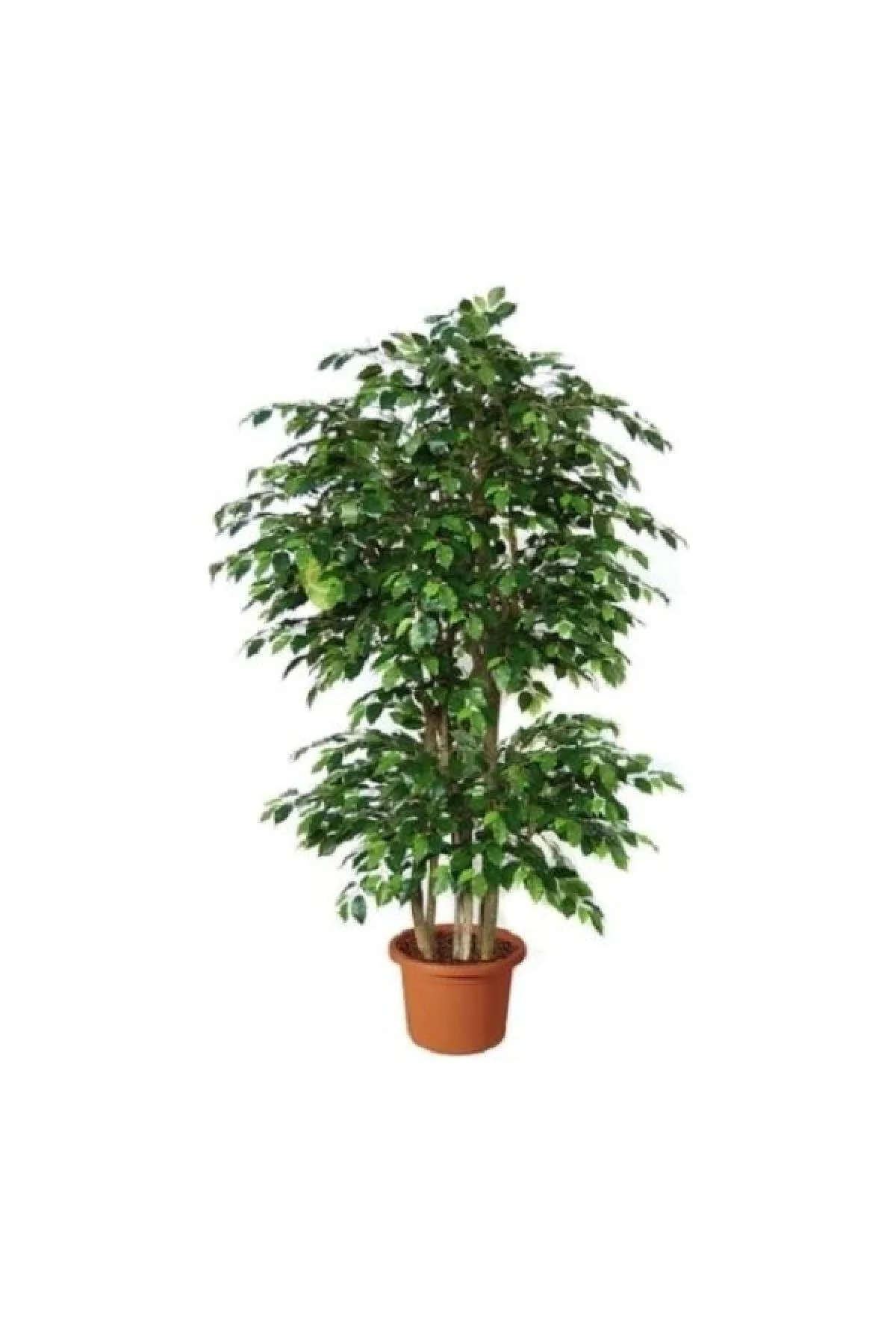 Benjamin Ficus Çiçeği Benjamin Ficus Çiçeği