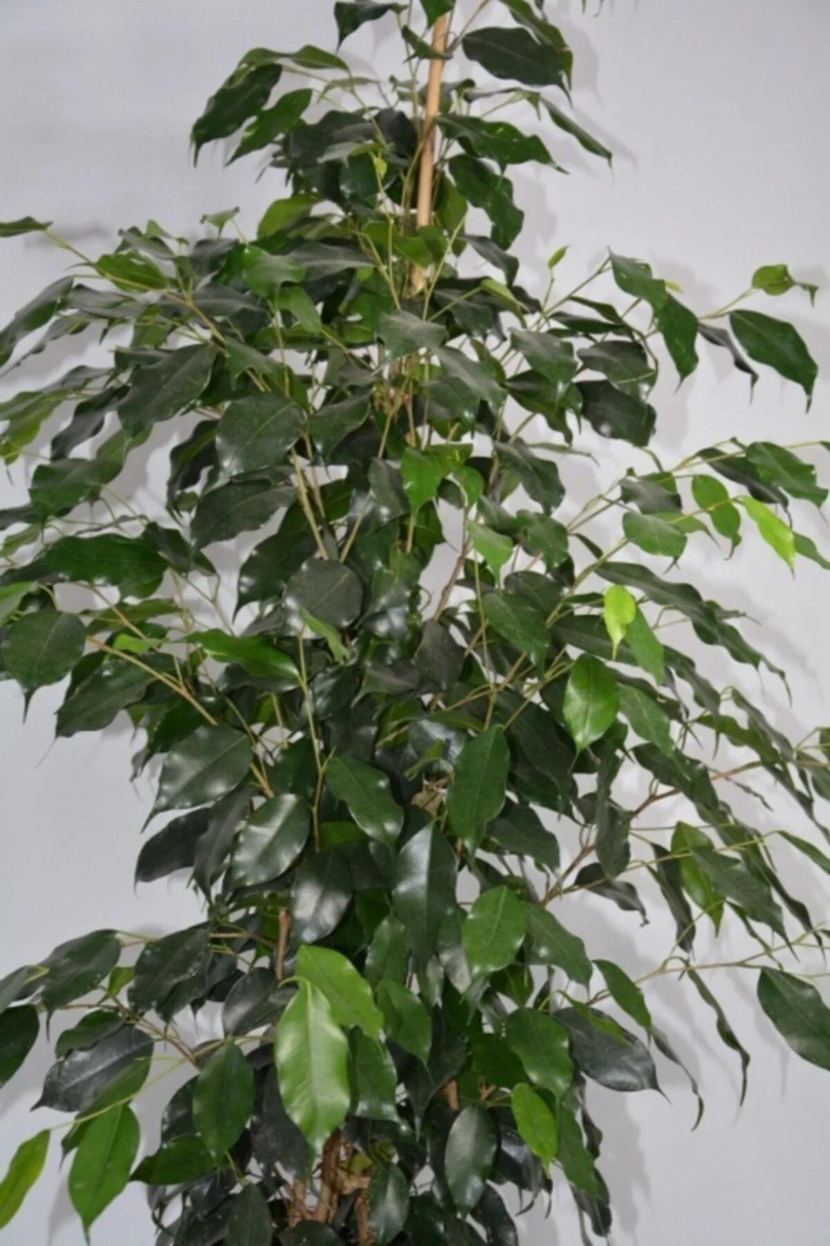 Benjamin Ficus İç Mekan Çiçeği Ev Ofis ve Salon Çiçeği 100cm Benjamin Ficus İç Mekan Çiçeği Ev Ofis ve Salon Çiçeği 100cm - Görsel 2
