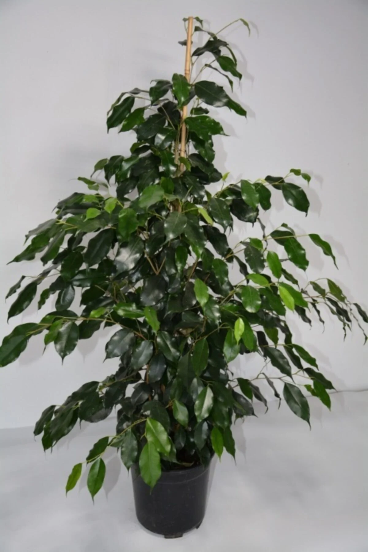 Benjamin Ficus İç Mekan Çiçeği Ev Ofis ve Salon Çiçeği 100cm Benjamin Ficus İç Mekan Çiçeği Ev Ofis ve Salon Çiçeği 100cm