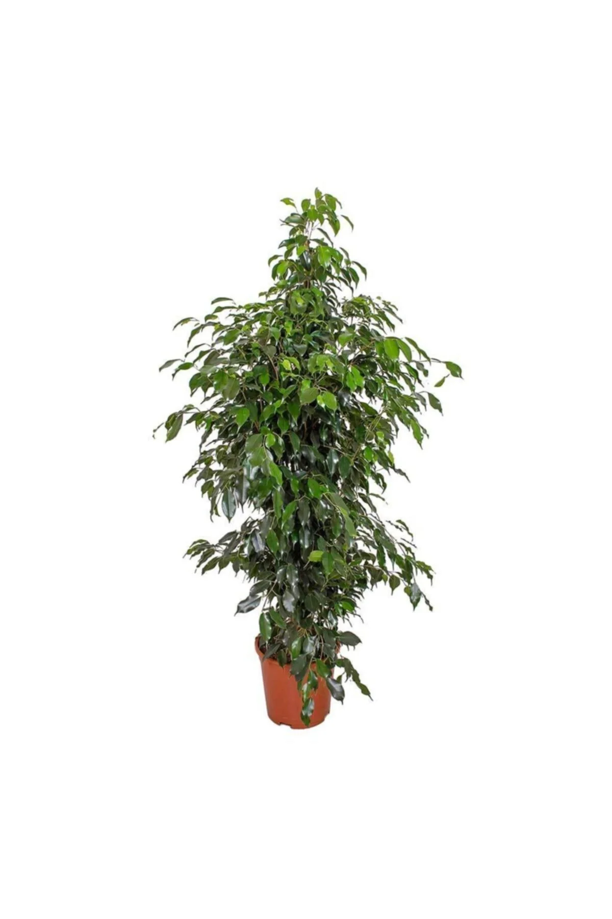 Benjamin Ficus Iç Mekan Salon Bitkisi Benjamin Ficus Iç Mekan Salon Bitkisi