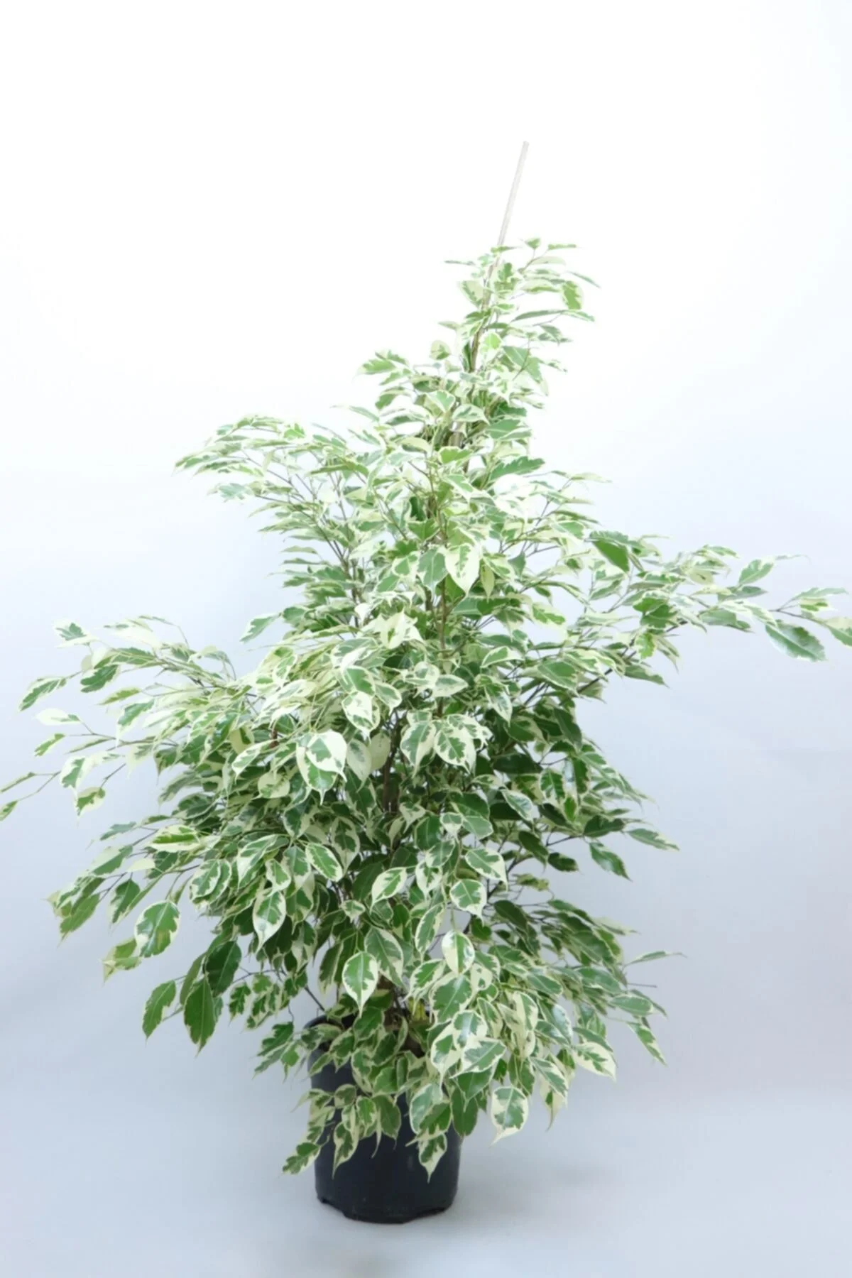 Benjamin (ficus Starlight-alacalı Benjamin) 120 Cm Benjamin (ficus Starlight-alacalı Benjamin) 120 Cm