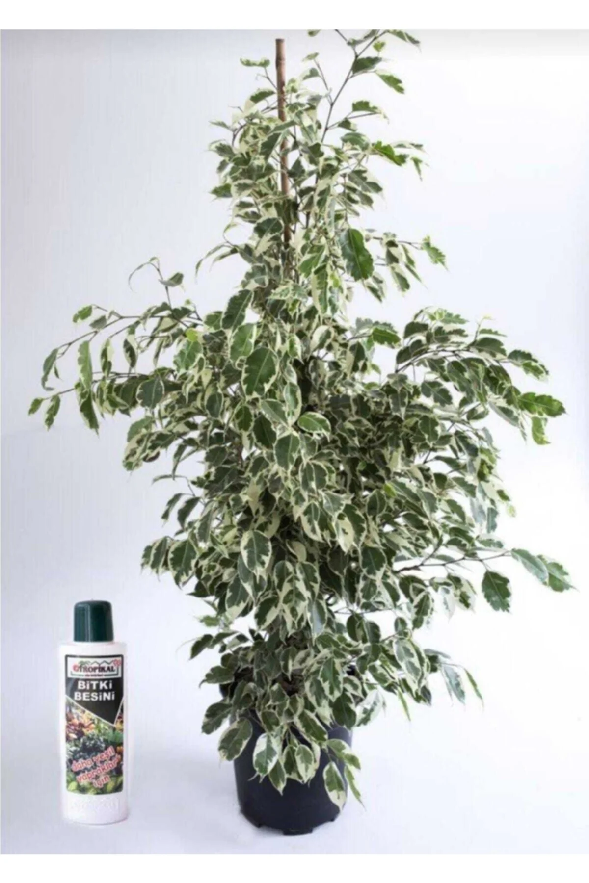 Benjamin Ficus Starlight Çiçeği 100 Cm Ve 225 Ml Besin Benjamin Ficus Starlight Çiçeği 100 Cm Ve 225 Ml Besin