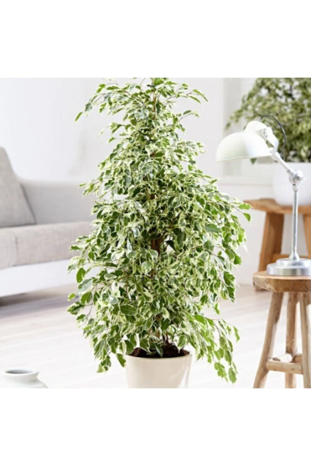 Benjamin Ficus Starlight Çiçeği Benjamin Ficus Starlight Çiçeği