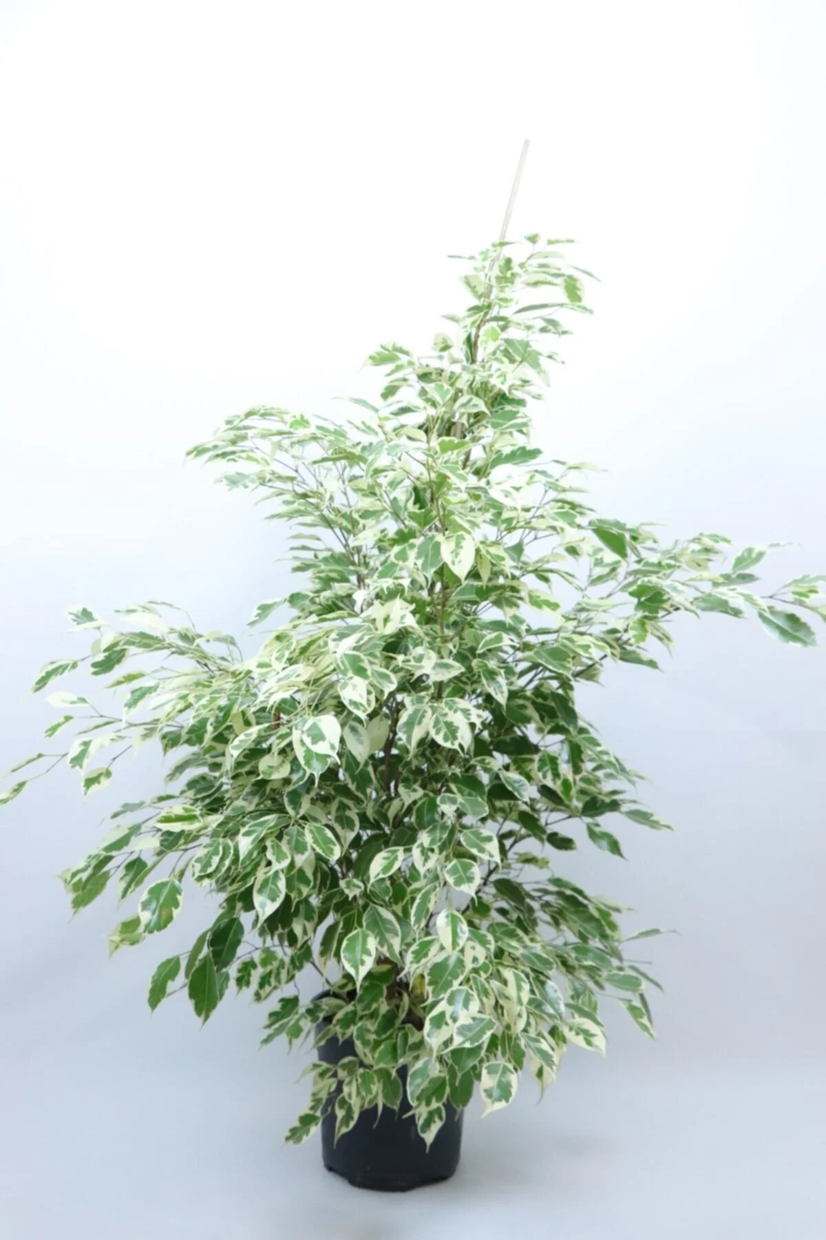 Benjamin (ficus Starlight-alacalı Benjamin) 120 Cm Benjamin (ficus Starlight-alacalı Benjamin) 120 Cm - Görsel 2