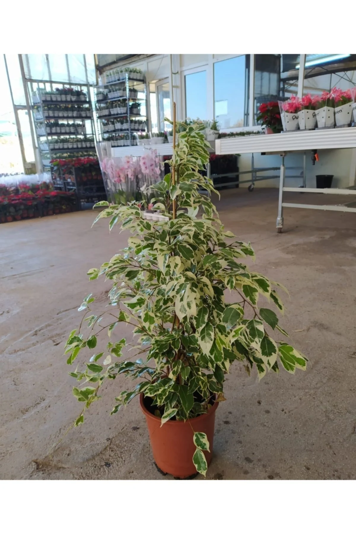 Benjamin Salon Bitkisi- Alacalı Benjamin - Starlıght -  Ficus - Görsel 2