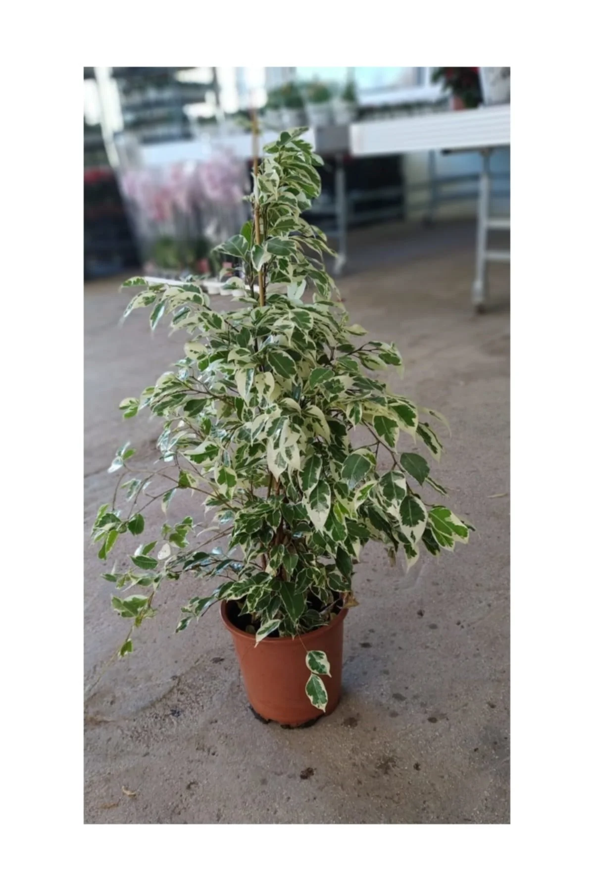 Benjamin Salon Bitkisi- Alacalı Benjamin - Starlıght -  Ficus - Görsel 3