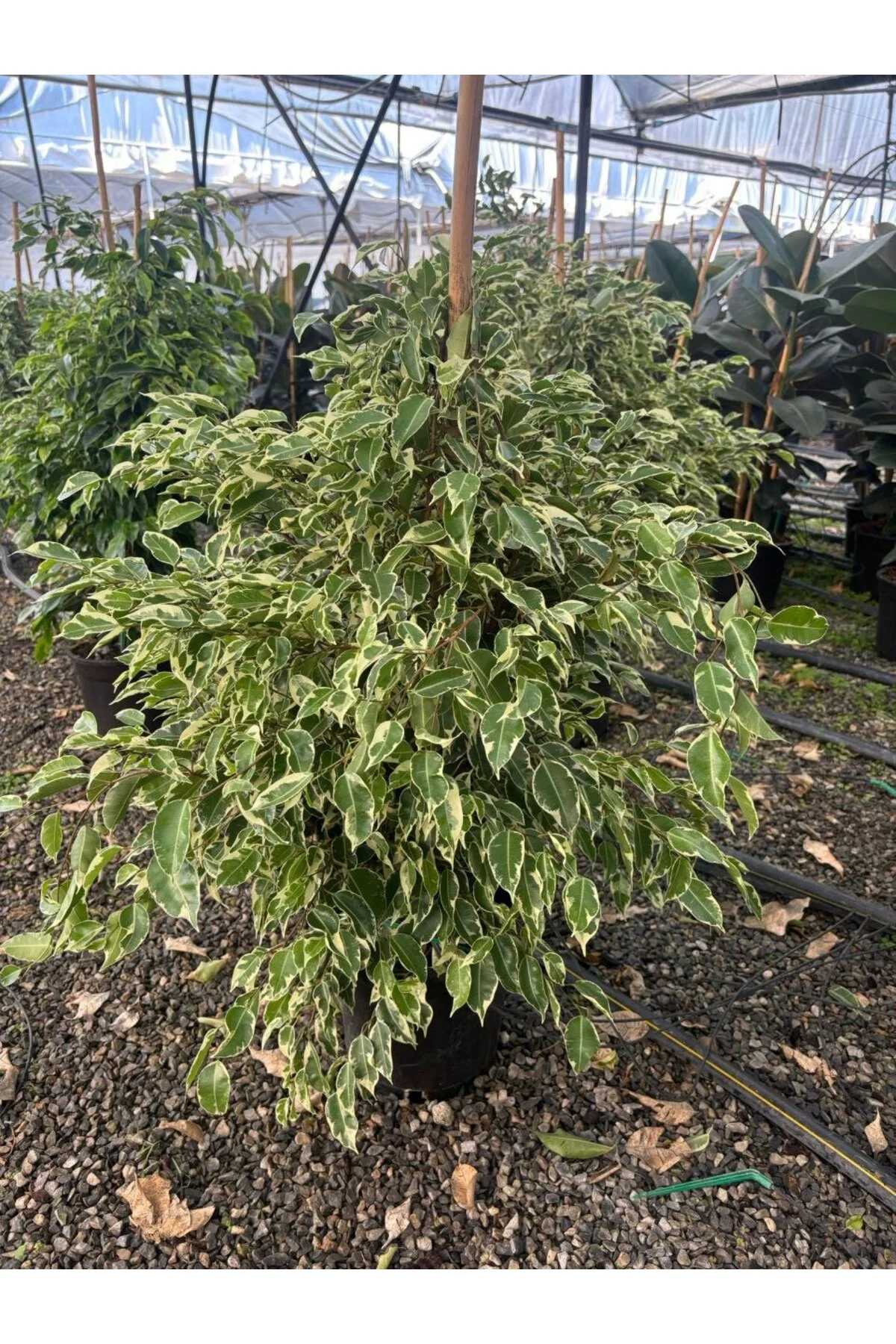 Benjamin Starlight Alacalı Ficus Benjamina Salon Bitkisi