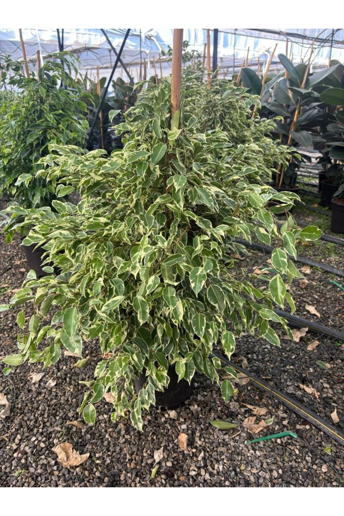 Benjamin Starlight Alacalı Ficus Benjamina Salon Bitkisi