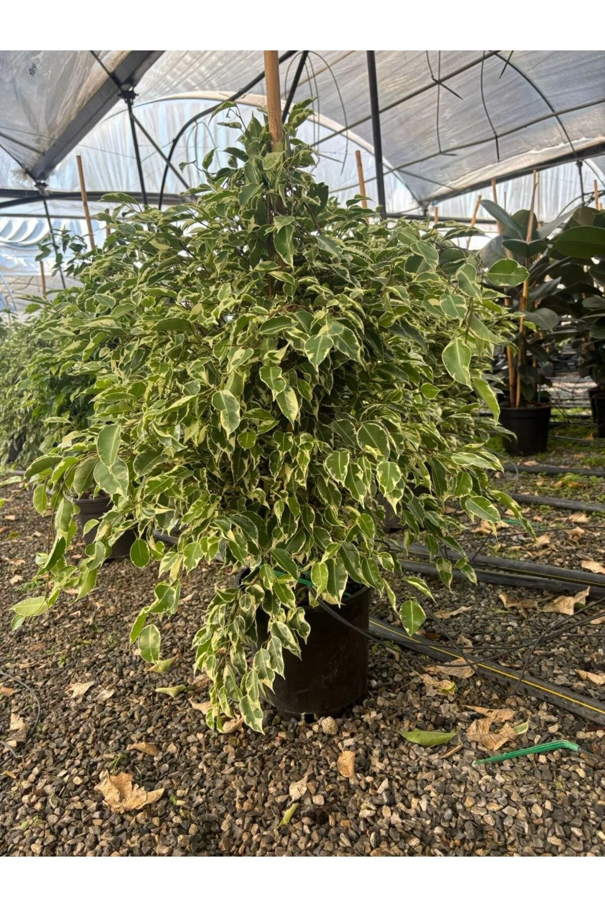 Benjamin Starlight Alacalı Ficus Benjamina Salon Bitkisi - Görsel 2