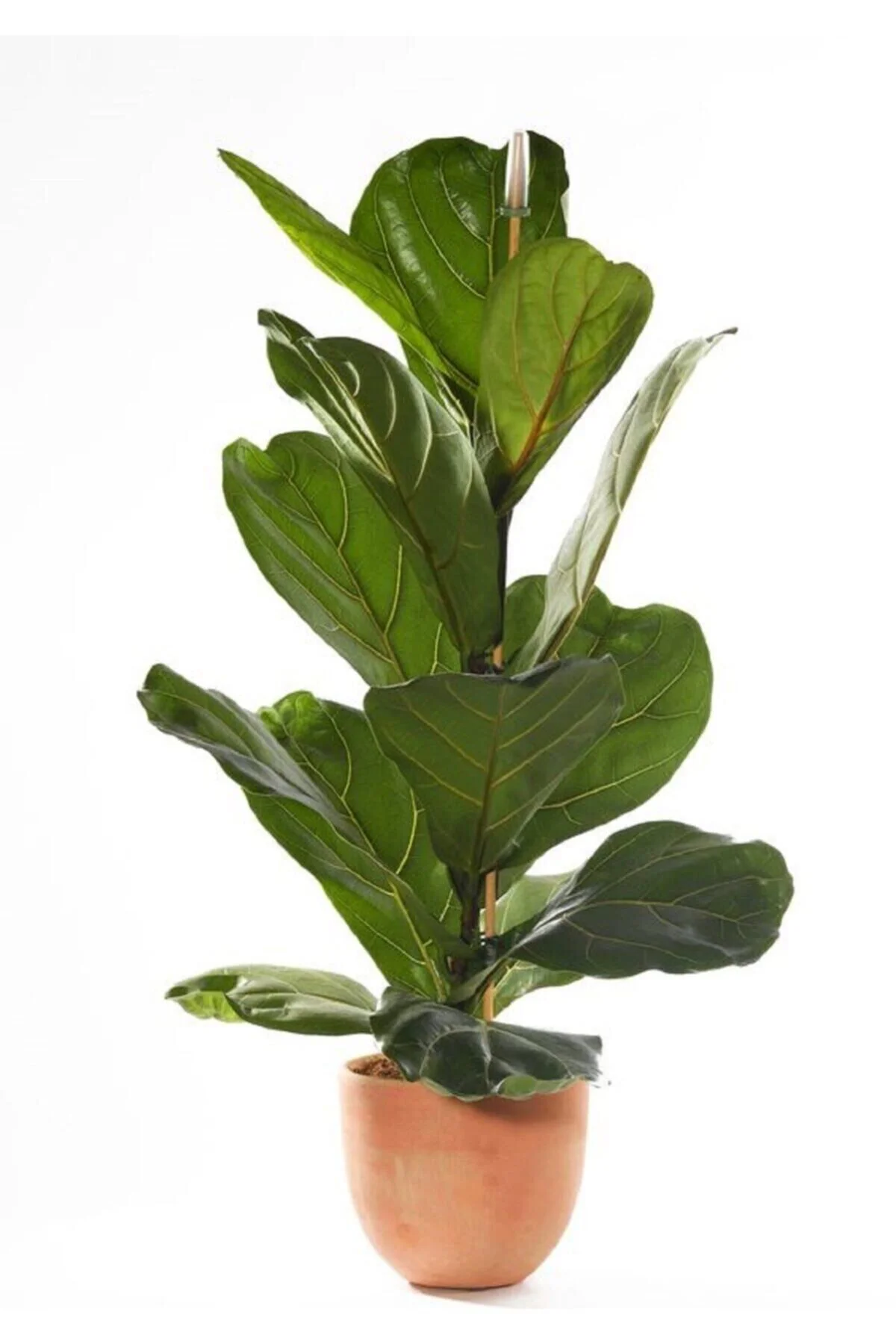 Berceste Peyzaj Ficus Lyrata Keman Yapraklı Kauçuk Bitkisi Ev Bitkisi Ofis Bitkisi Salon Bitkisi