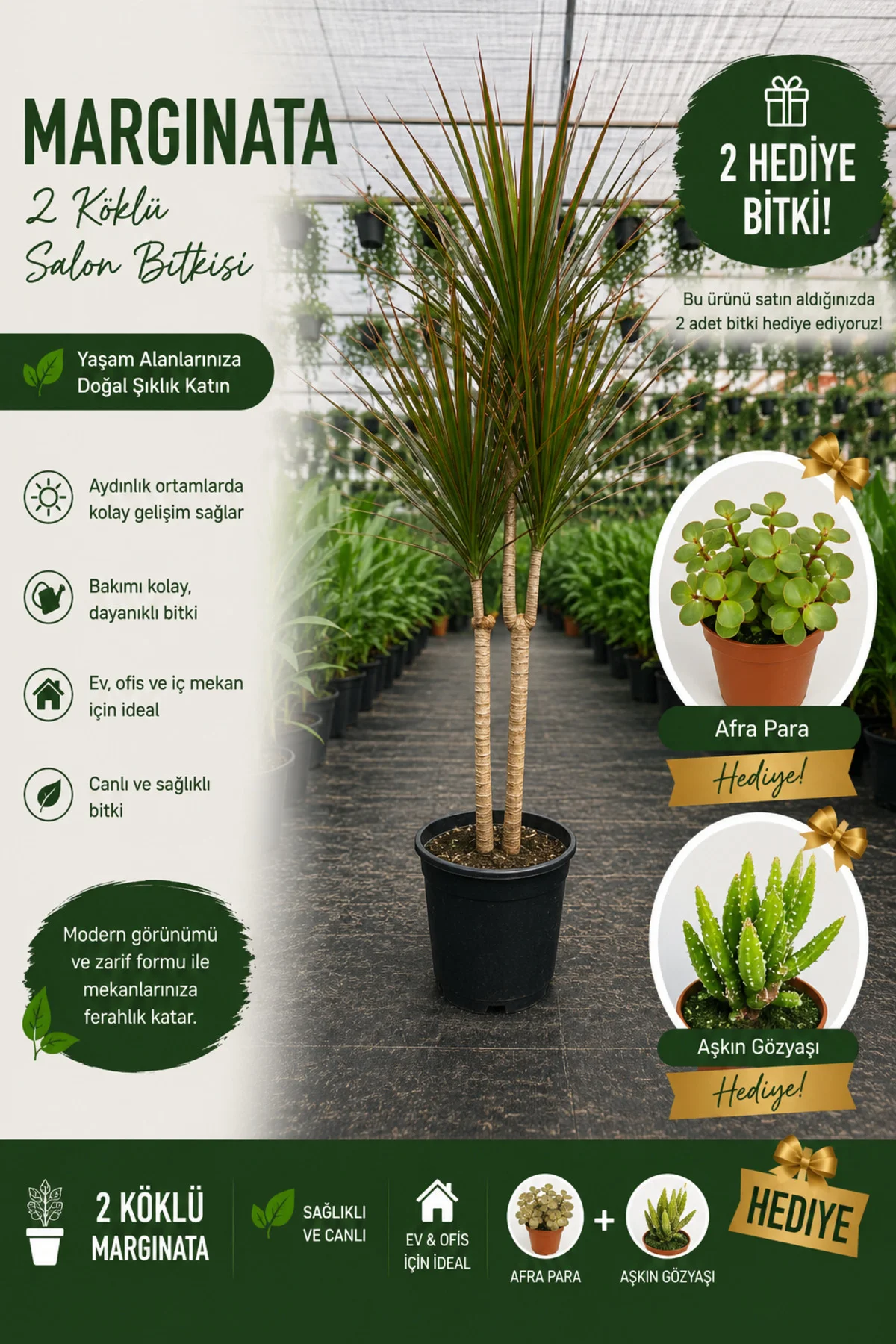 Bereket ve Şıklık Paketi | 2 Köklü Marginata(120-130Cm) + 2 Hediy