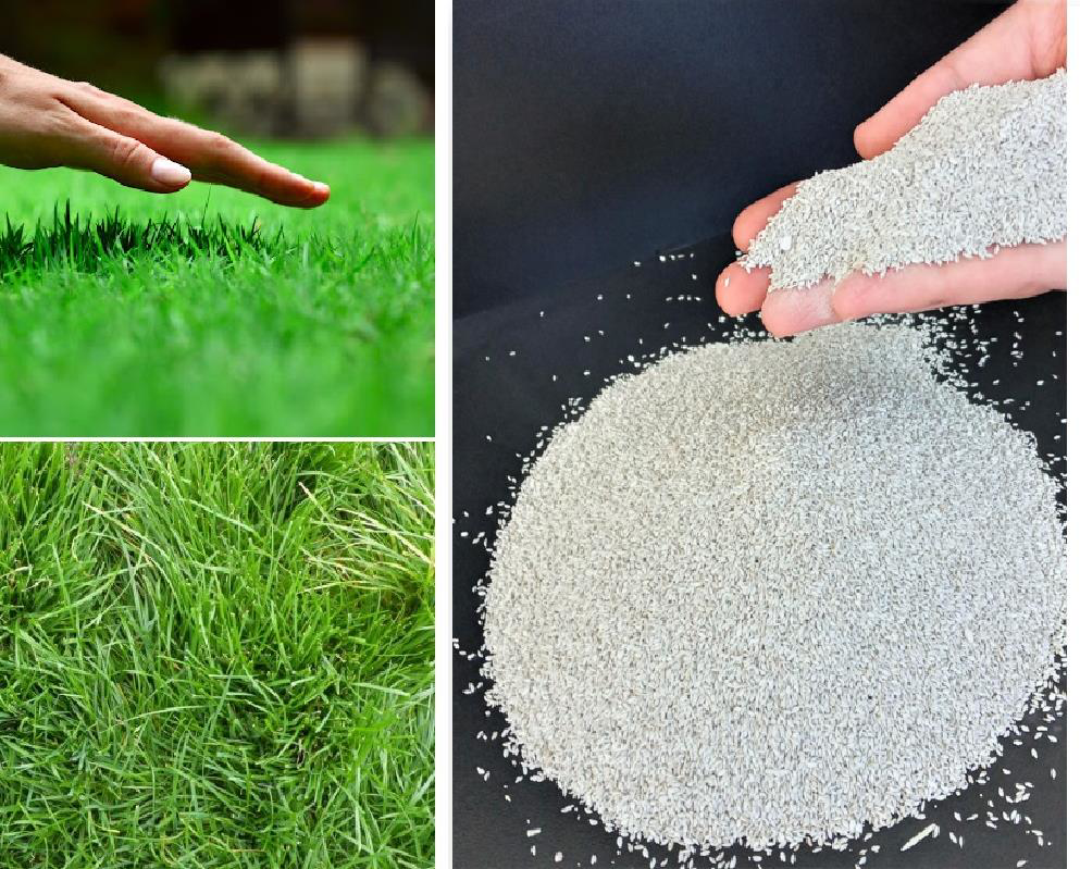 Bermuda Grass Çim Tohumu (Cynodon Dactylon) 10 Kg