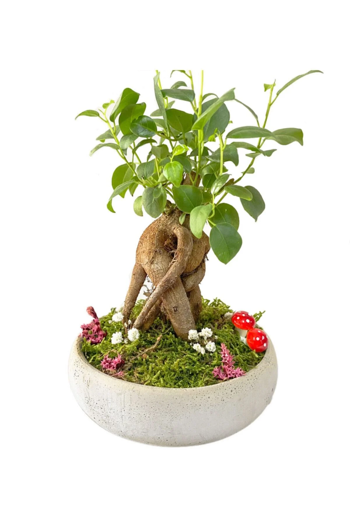 Beton Disk Serisi Mini Ficus Ginseng Bonsai - Görsel 2