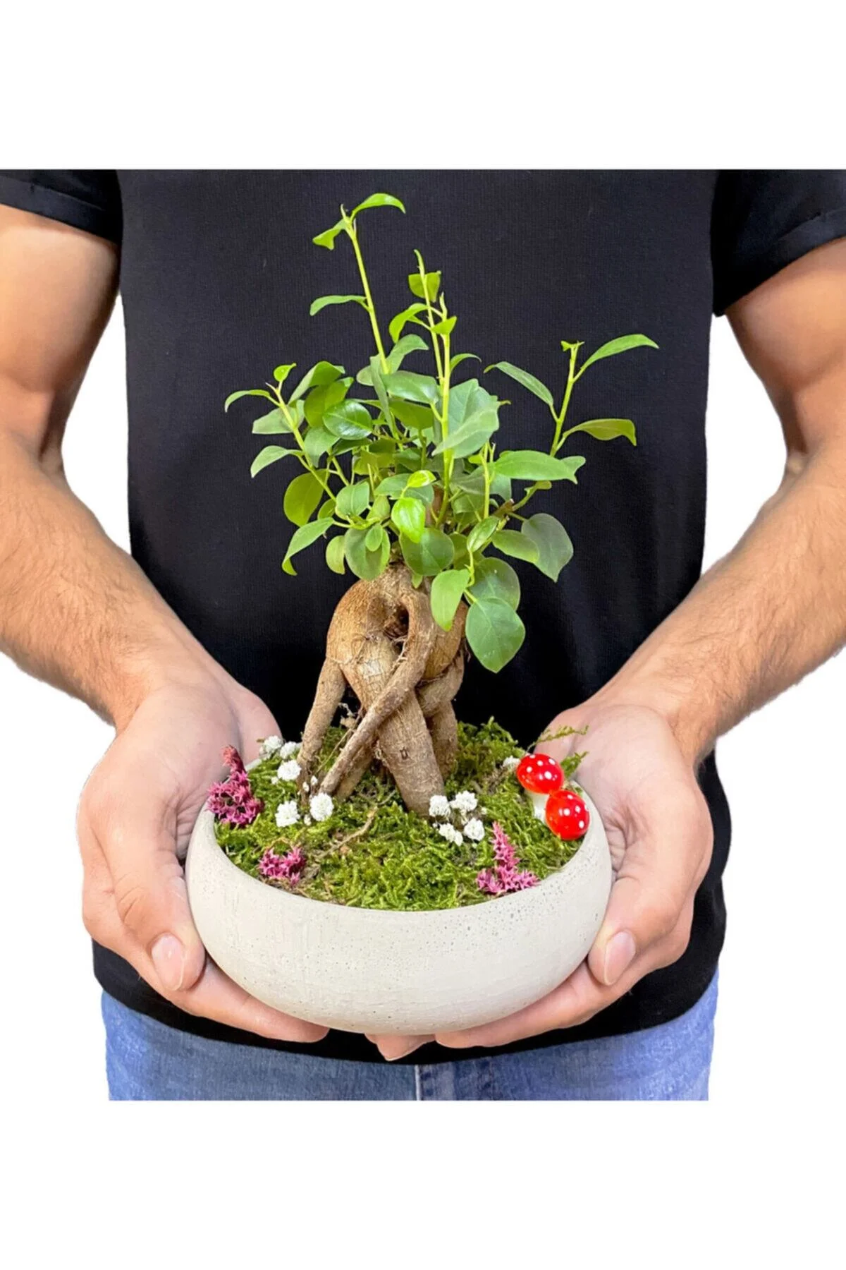 Beton Disk Serisi Mini Ficus Ginseng Bonsai - Görsel 3