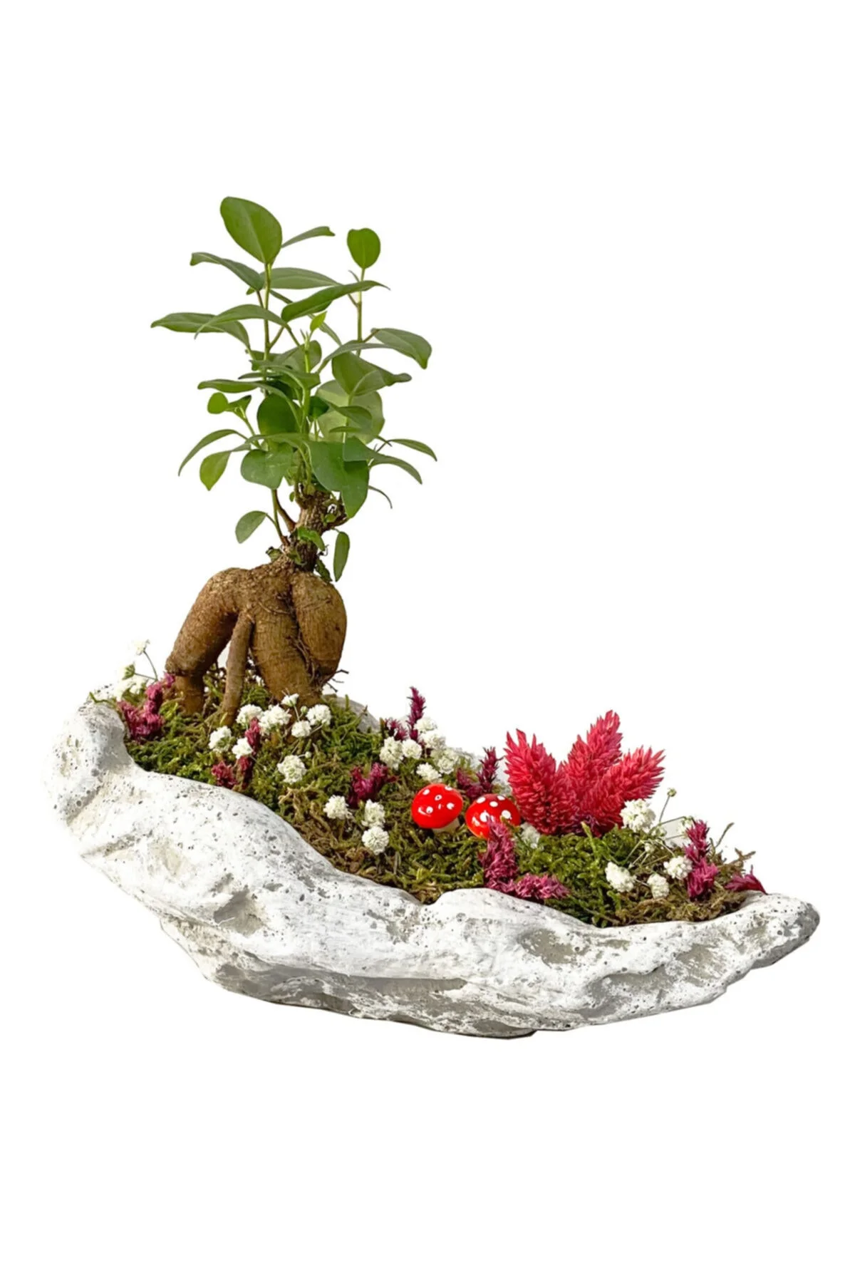 Beton Kaya Saksıda Mini Ficus Ginseng Bonsai Beton Kaya Saksıda Mini Ficus Ginseng Bonsai