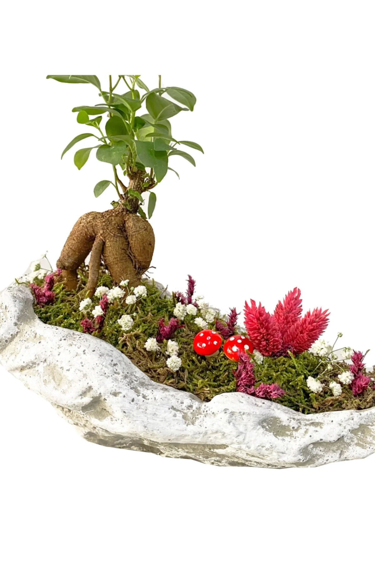 Beton Kaya Saksıda Mini Ficus Ginseng Bonsai Beton Kaya Saksıda Mini Ficus Ginseng Bonsai
