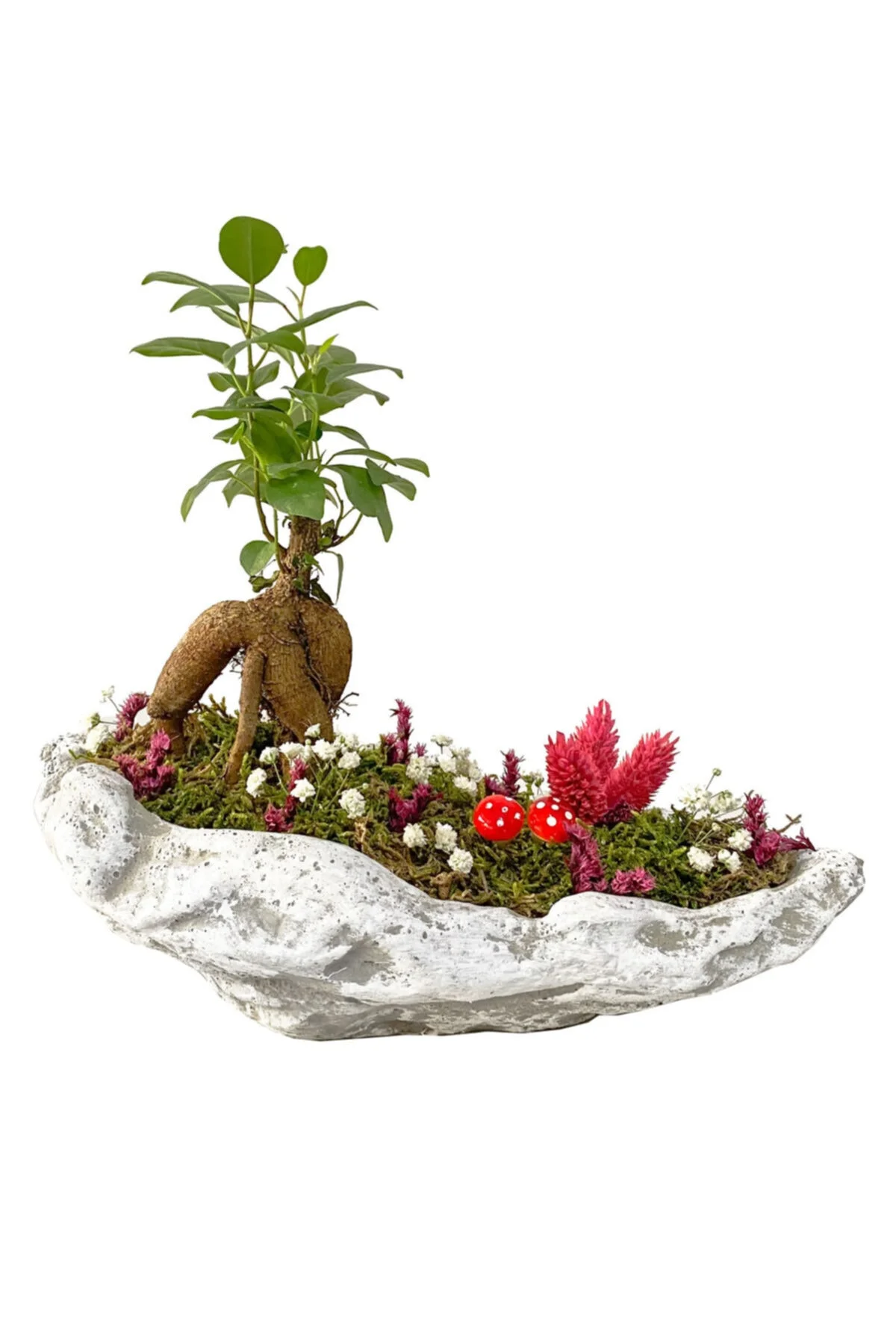 Beton Kaya Saksıda Mini Ficus Ginseng Bonsai Beton Kaya Saksıda Mini Ficus Ginseng Bonsai