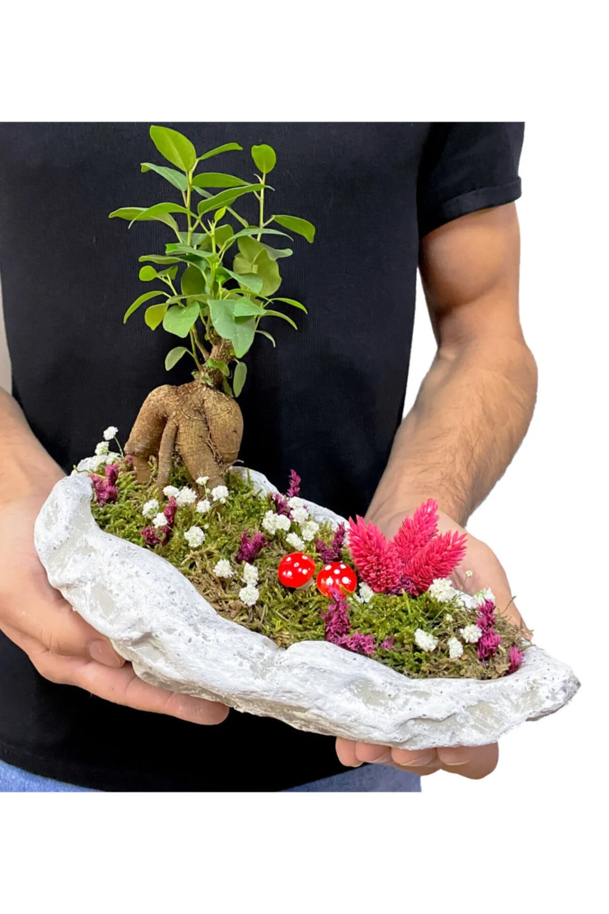 Beton Kaya Saksıda Mini Ficus Ginseng Bonsai Beton Kaya Saksıda Mini Ficus Ginseng Bonsai