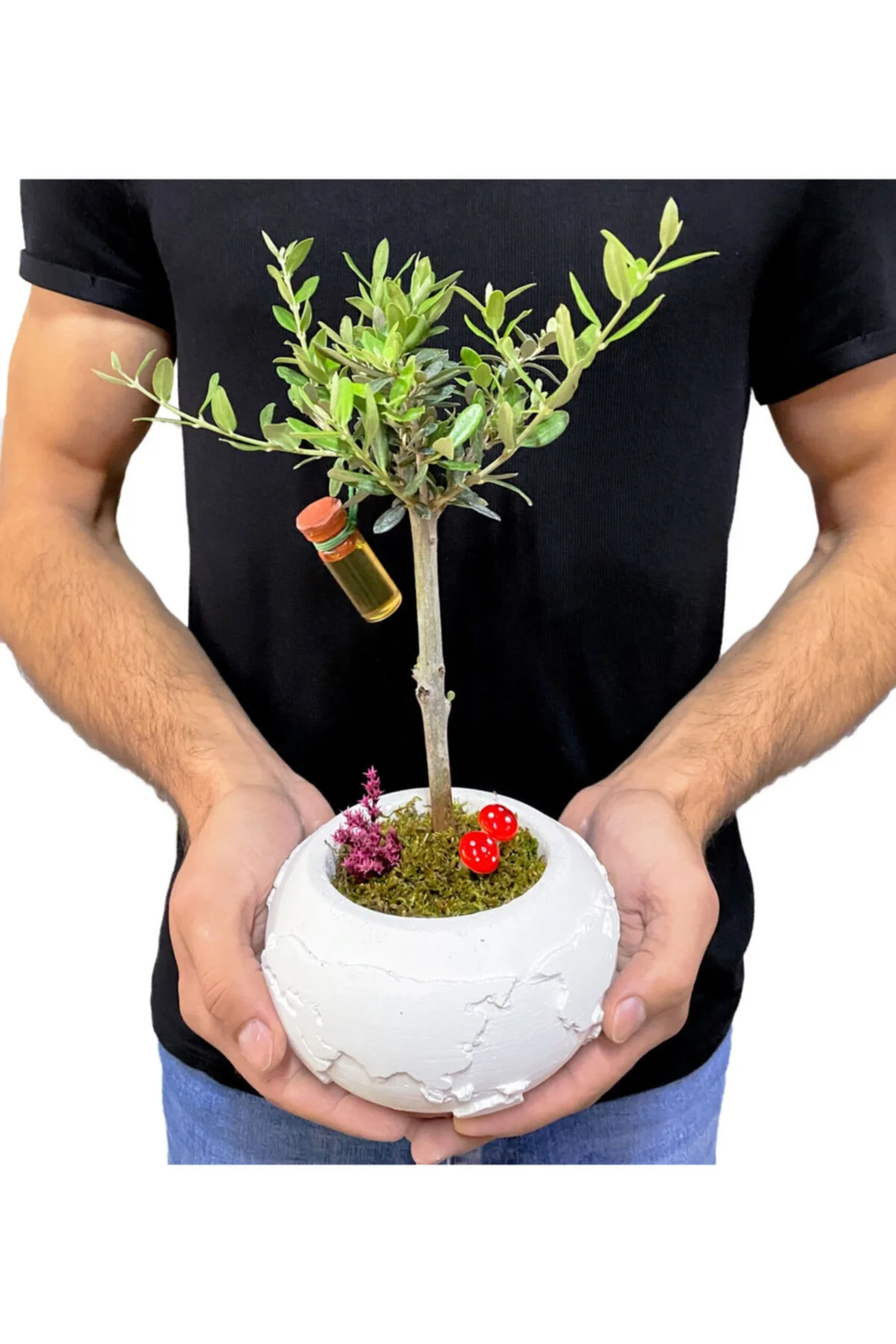 Beyaz Beton Dünya Saksısda Zeytin Bonsai Beyaz Beton Dünya Saksısda Zeytin Bonsai