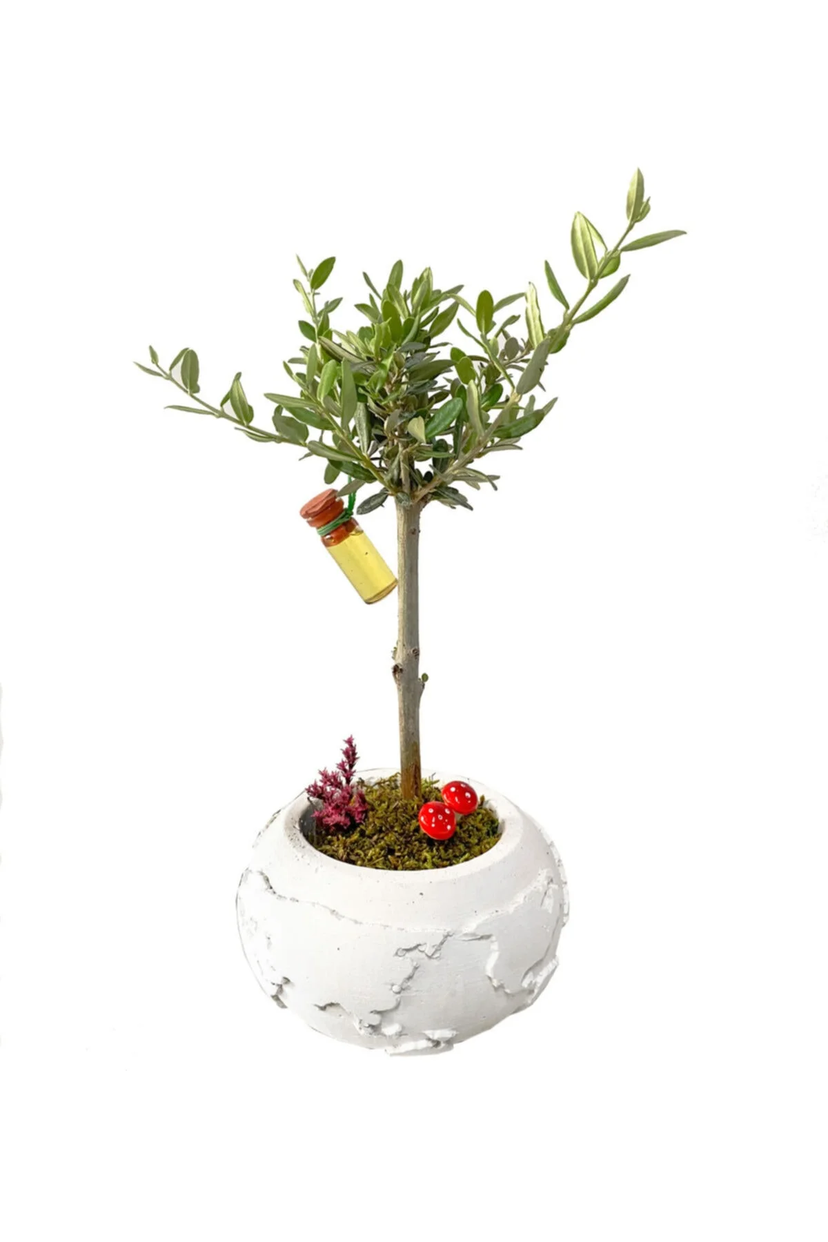 Beyaz Beton Dünya Saksısda Zeytin Bonsai Beyaz Beton Dünya Saksısda Zeytin Bonsai