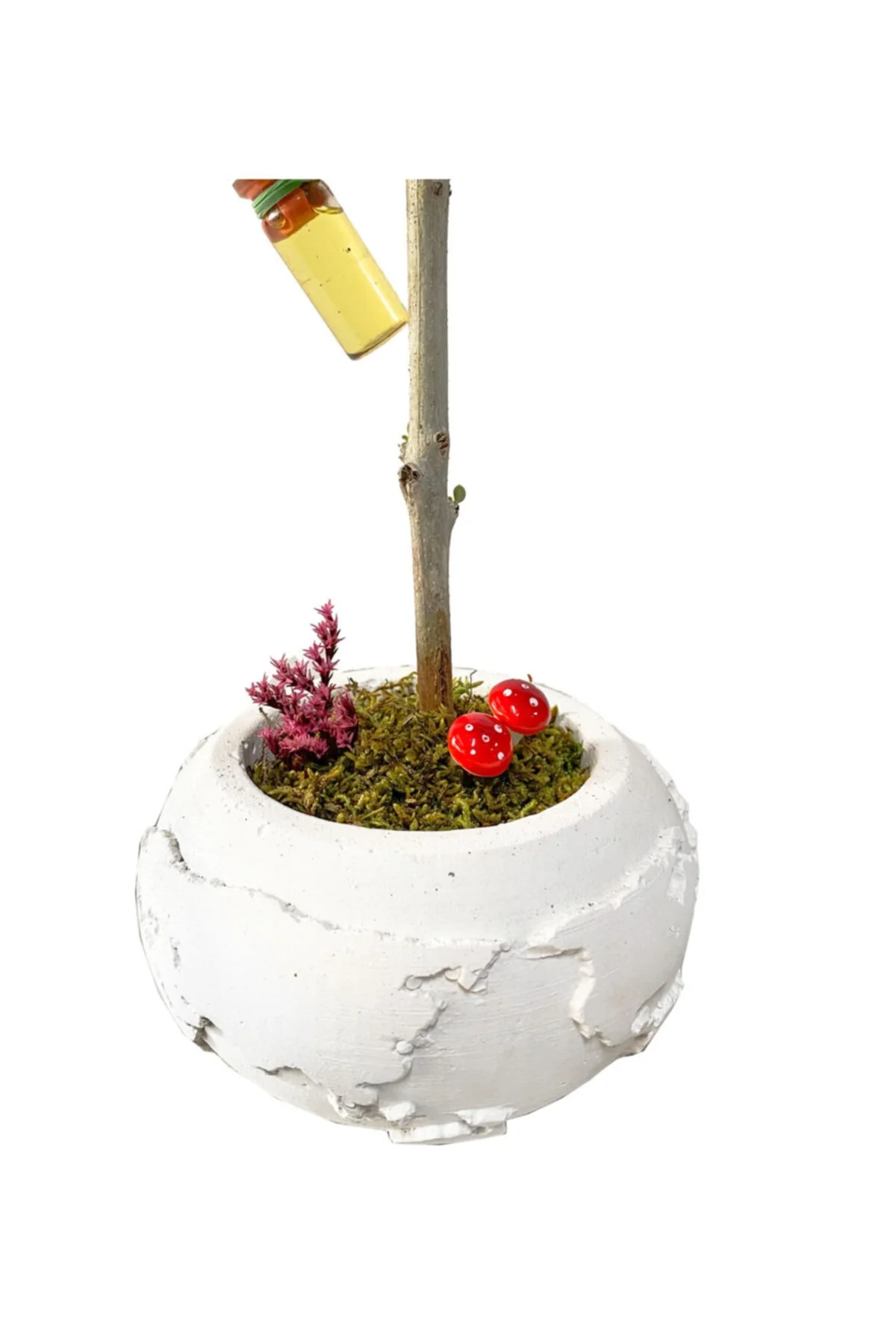 Beyaz Beton Dünya Saksısda Zeytin Bonsai Beyaz Beton Dünya Saksısda Zeytin Bonsai