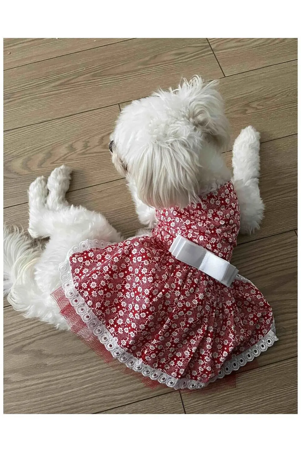 Beyaz Çiçek Desenli Fiyonklu Kırmızı Kedi Köpek Kıyafeti Elbisesi