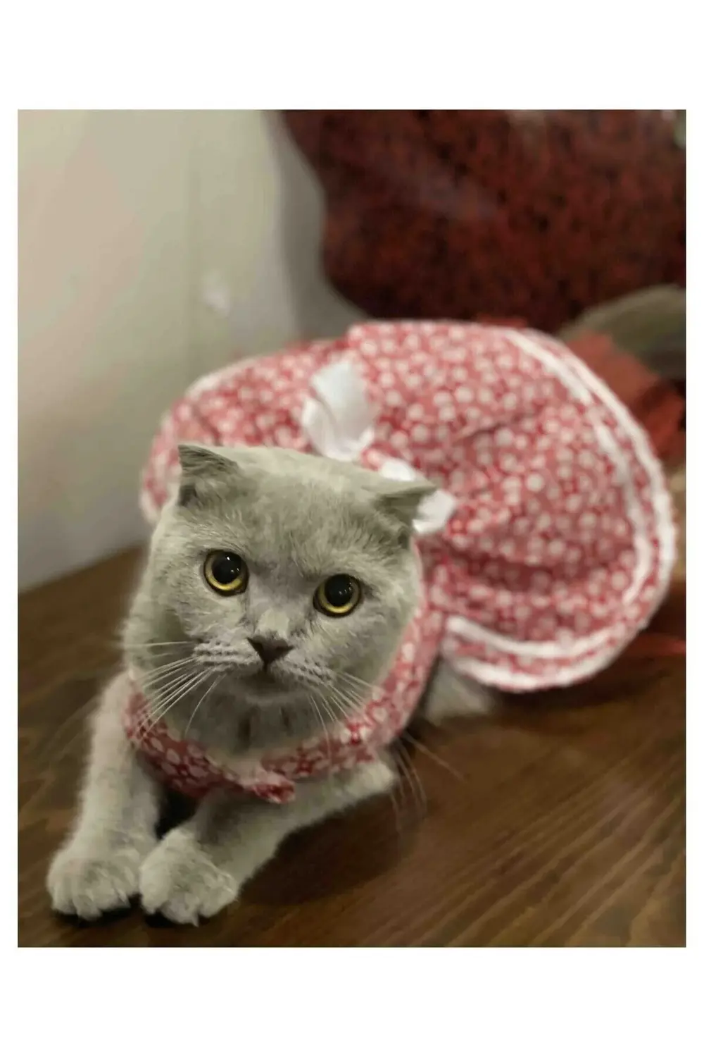 Beyaz Çiçek Desenli Fiyonklu Kırmızı Kedi Köpek Kıyafeti Elbisesi