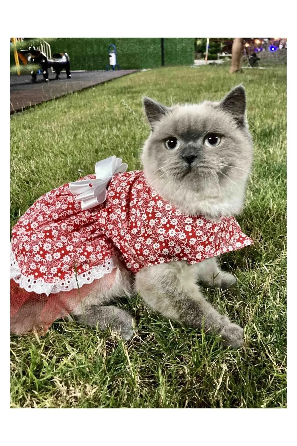 Beyaz Çiçek Desenli Fiyonklu Kırmızı Kedi Köpek Kıyafeti Elbisesi