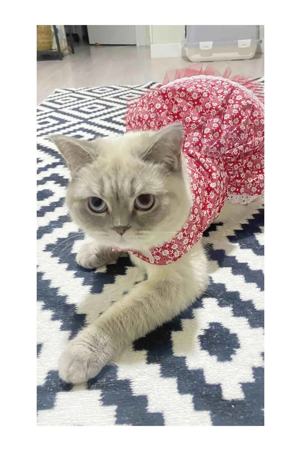 Beyaz Çiçek Desenli Kurdeleli Kırmızı Kedi Köpek Kıyafeti Elbises