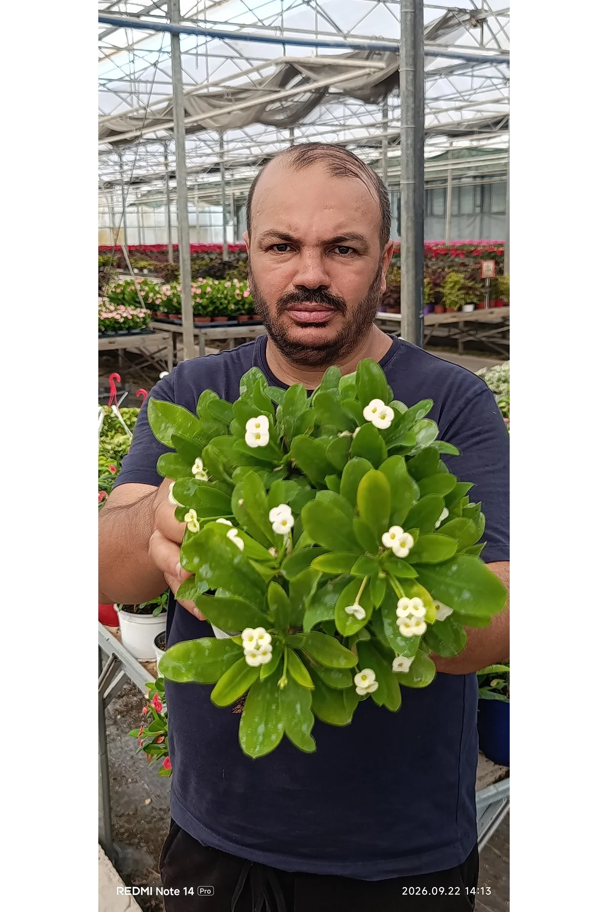 Beyaz Dikenler Tacı Euphorbia Milii Canlı Çiçekli Bitki – Dolgun Büyük Boy 35 cm