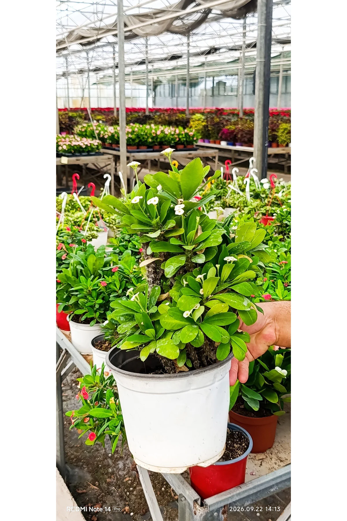 Beyaz Dikenler Tacı Euphorbia Milii Canlı Çiçekli Bitki – Dolgun Büyük Boy 35 cm
