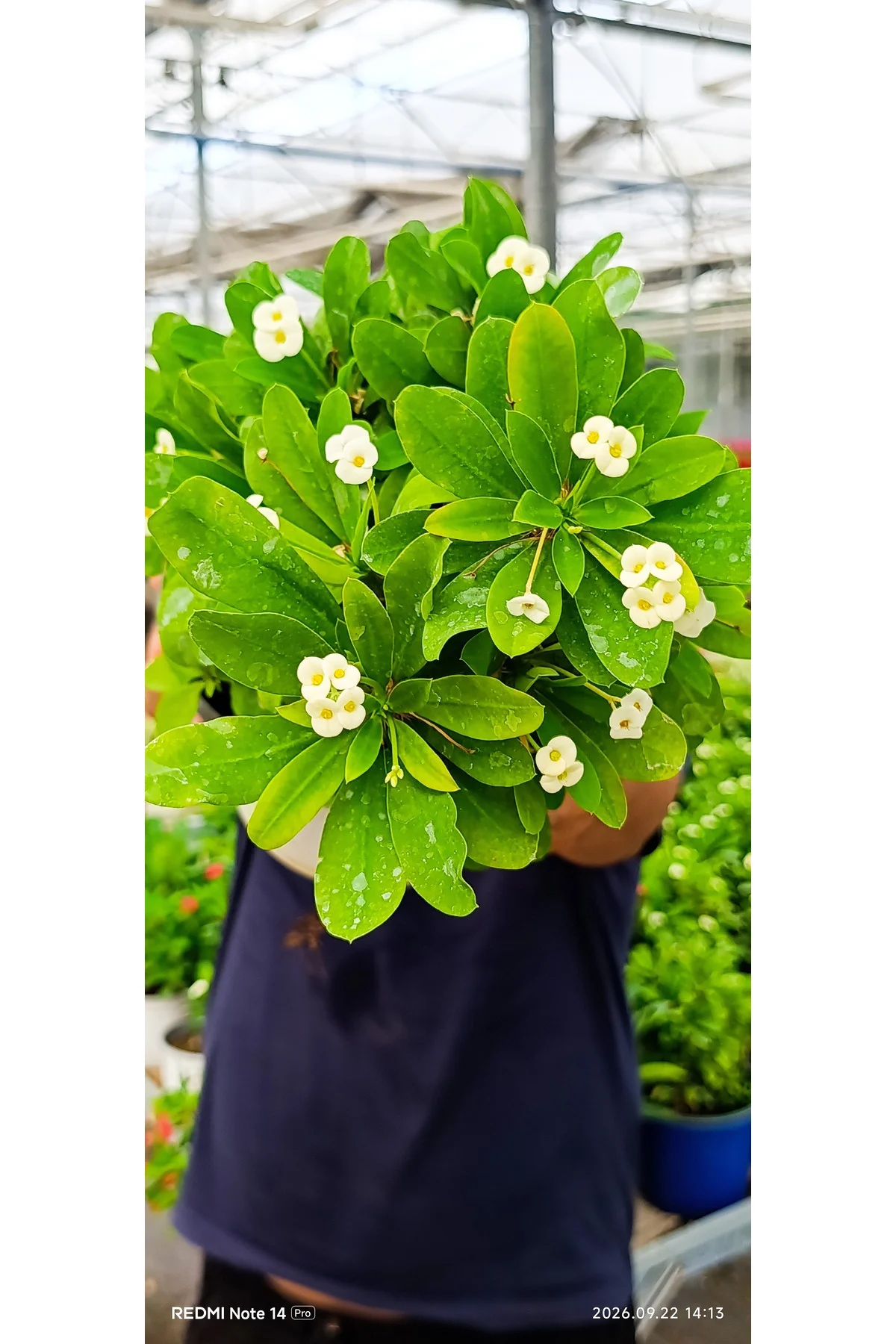 Beyaz Dikenler Tacı Euphorbia Milii Canlı Çiçekli Bitki – Dolgun Büyük Boy 35 cm