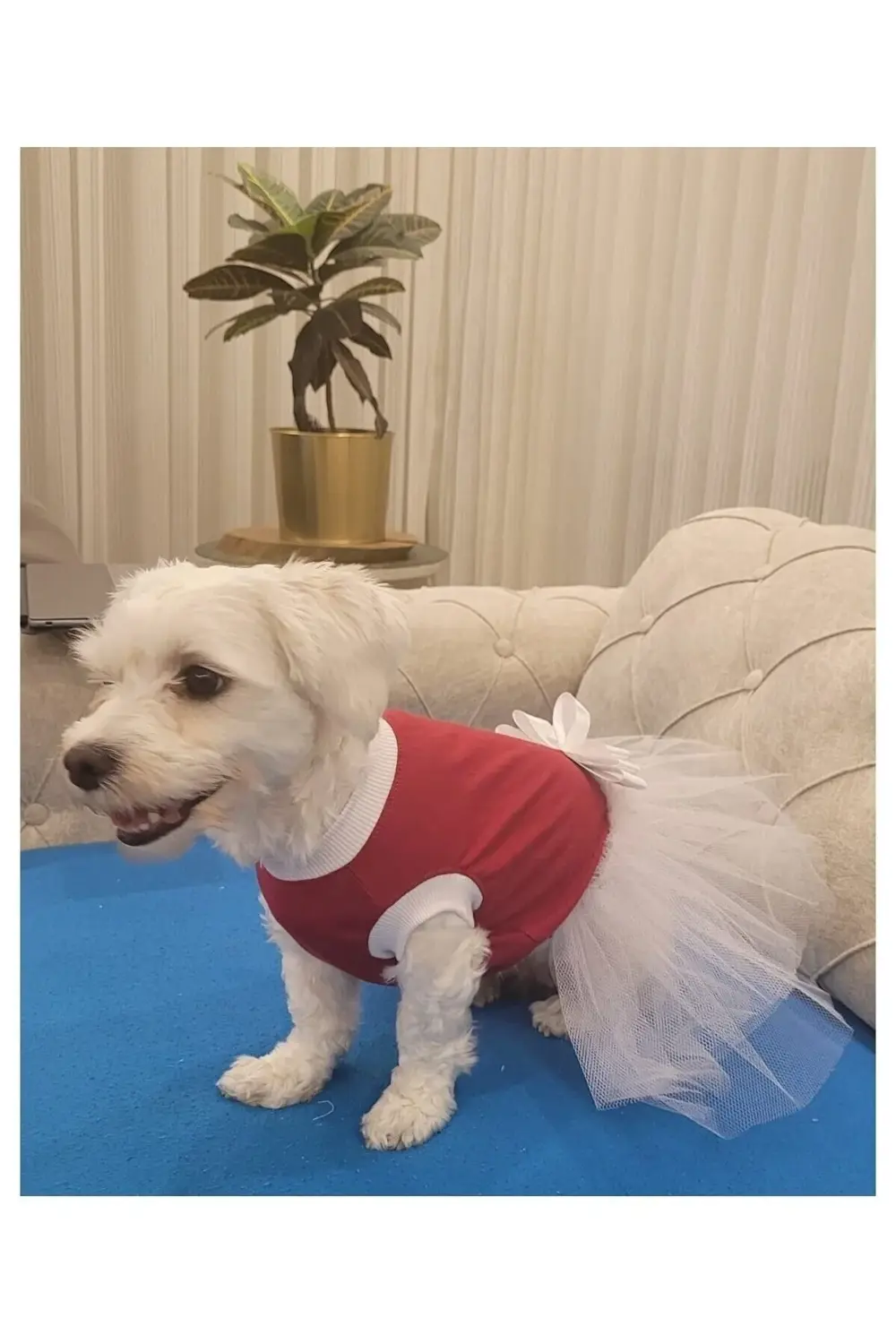 Beyaz Fiyonklu Tüllü Kırmızı Kedi Köpek Kıyafeti Elbisesi