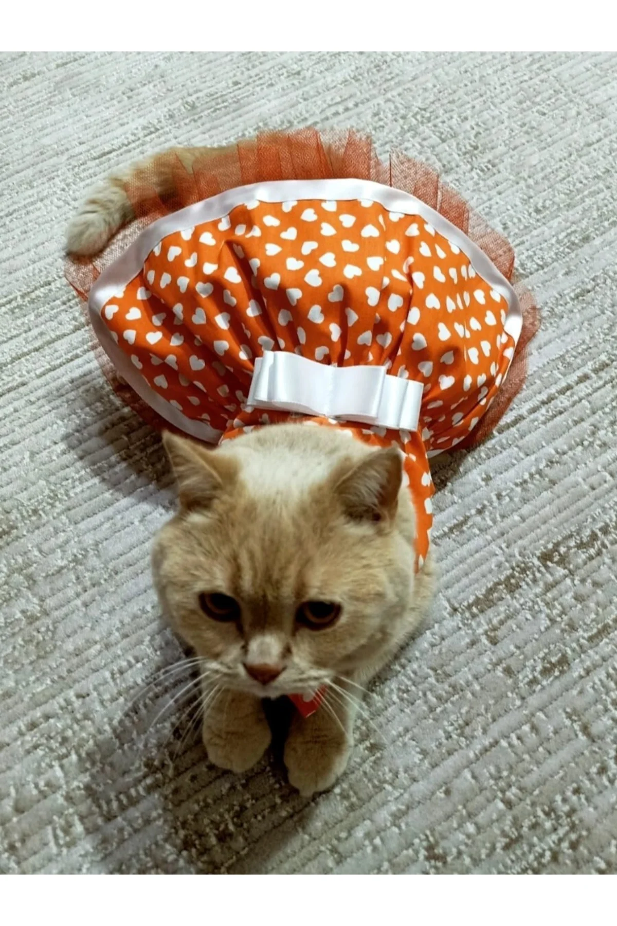 Beyaz Kalp Desenli Fiyonklu Turuncu Kedi Köpek Kıyafeti Elbisesi Large/l/beden 3