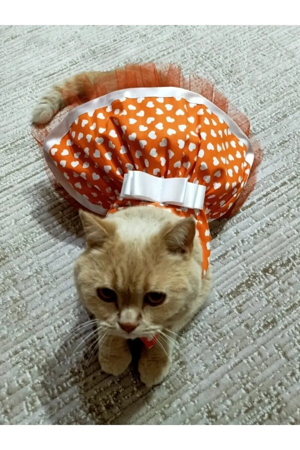 Beyaz Kalp Desenli Fiyonklu Turuncu Kedi Köpek Kıyafeti Elbisesi