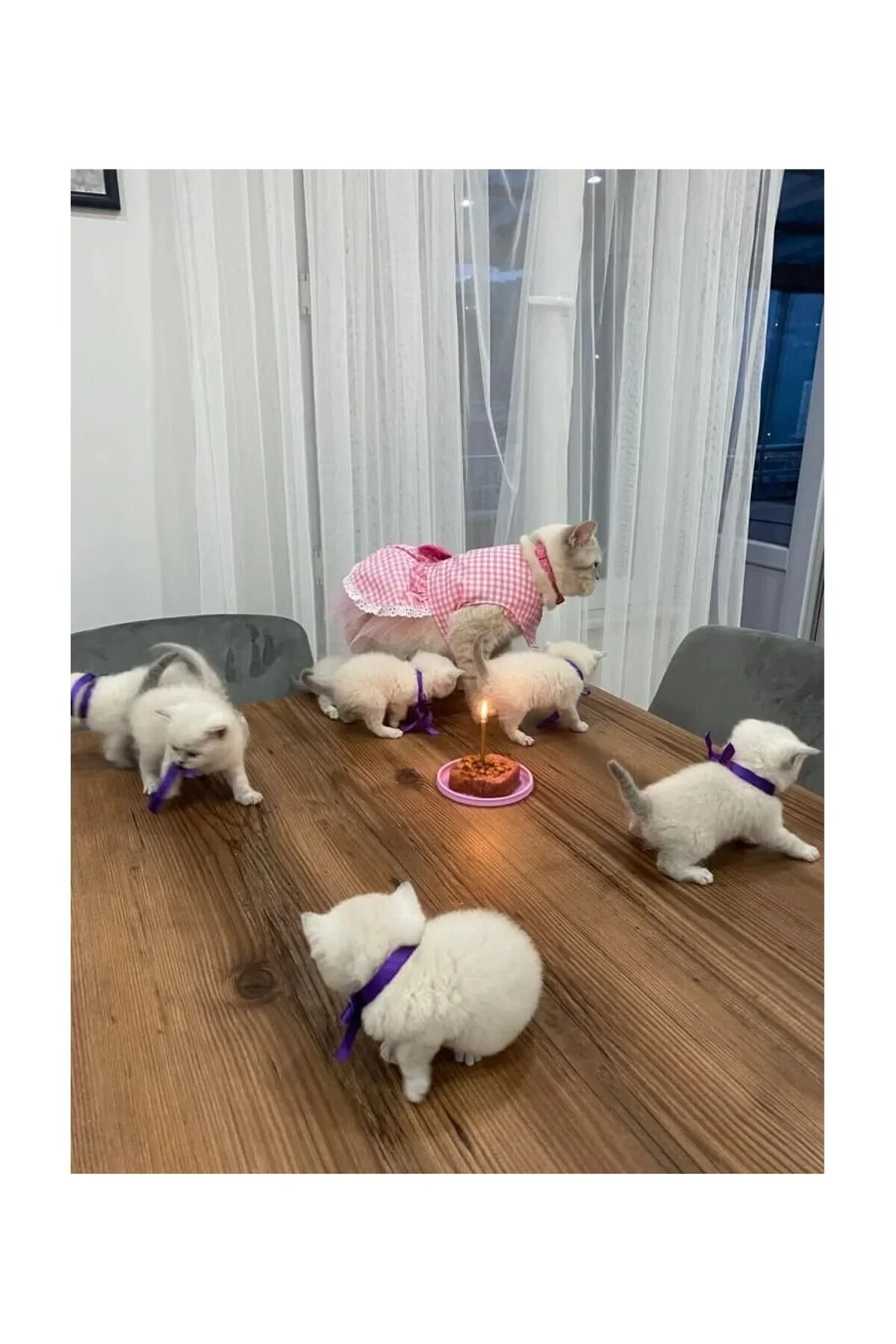 Beyaz Kareli Pembe Dişi Kedi Köpek Kıyafeti Elbisesi Medium/m/bed
