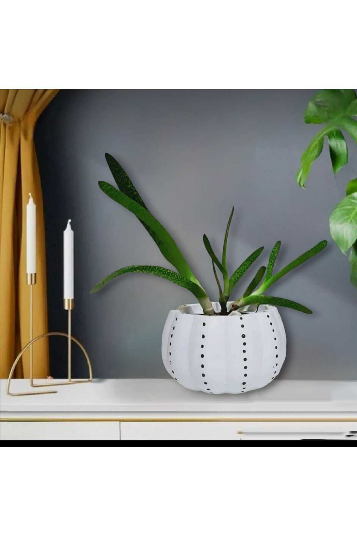 Beyaz Küçük Kabak Beton Saksı & Mumluk Dekoratif