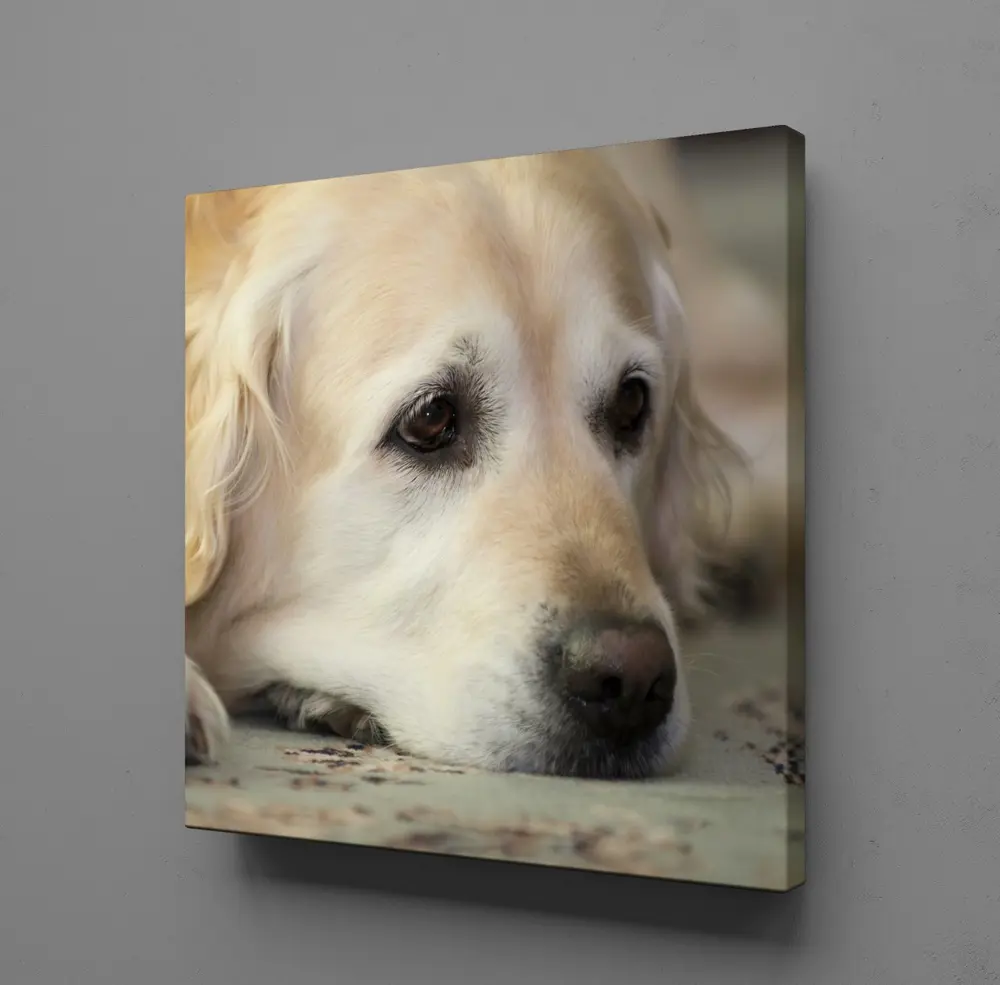 BEYAZ MASUM KÖPEK KANVAS TABLO BEYAZ MASUM KÖPEK KANVAS TABLO