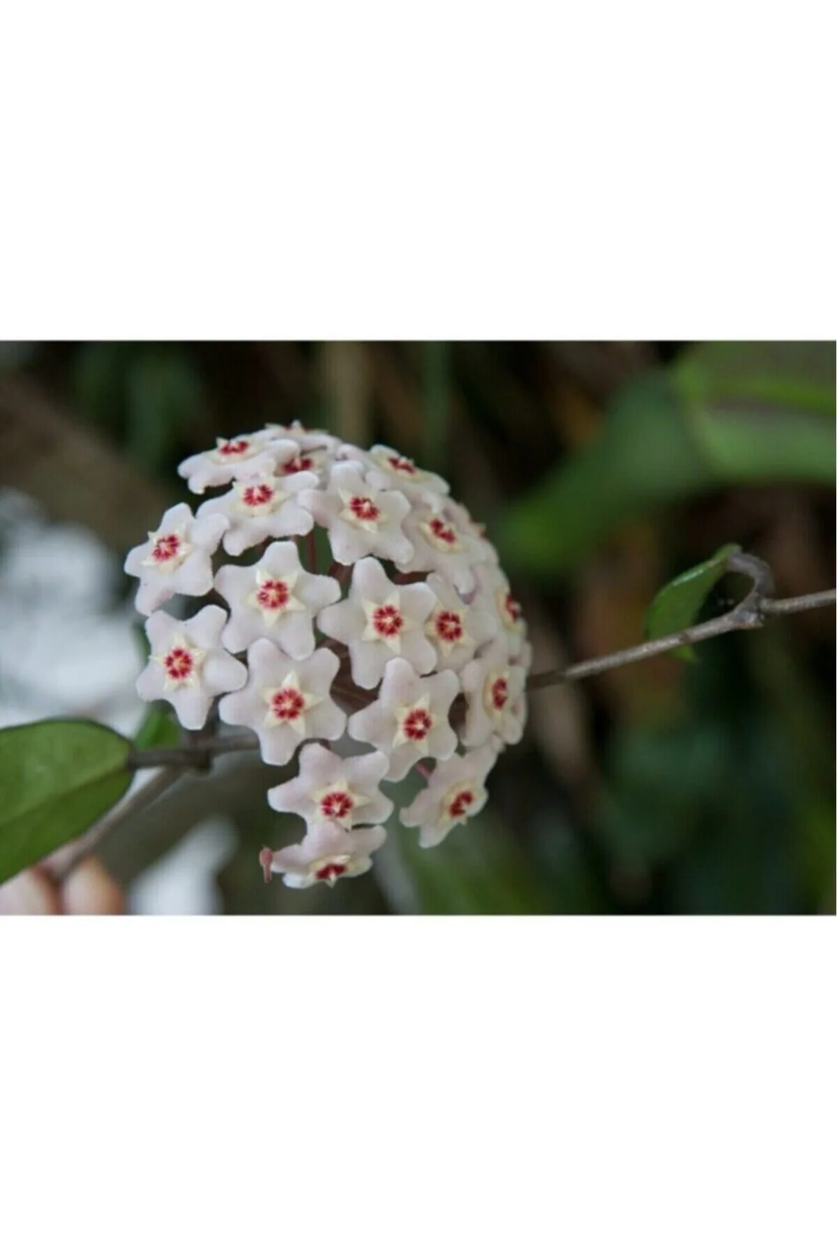 Beyaz Mum Çiçeği Hoya 10 - 15 cm Beyaz Mum Çiçeği Hoya 10 - 15 cm