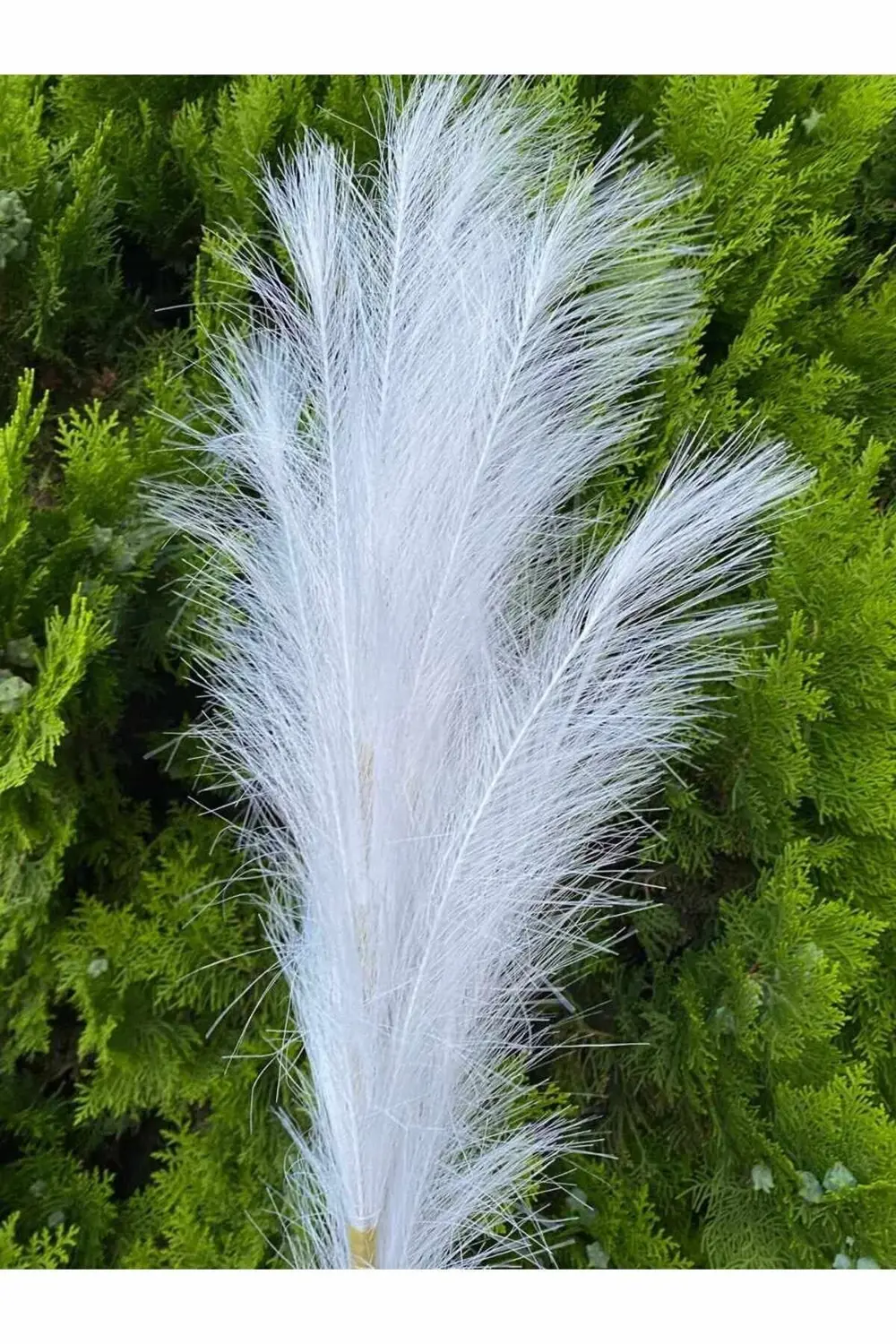 Beyaz Pampas Yapay Dal