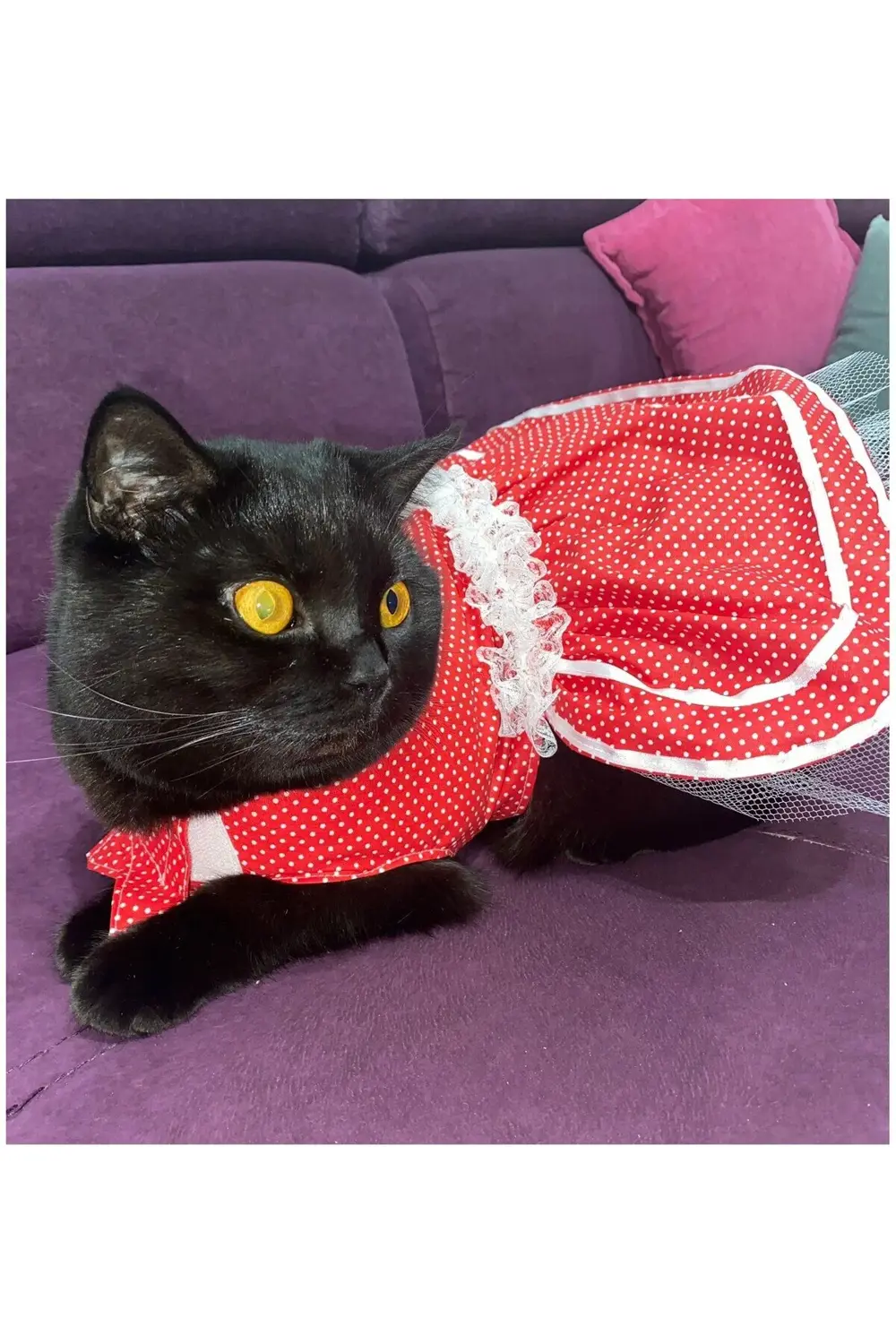 Beyaz Puantiyeli Kurdeleli Kırmızı Dişi Kedi Köpek Kıyafeti Elbis